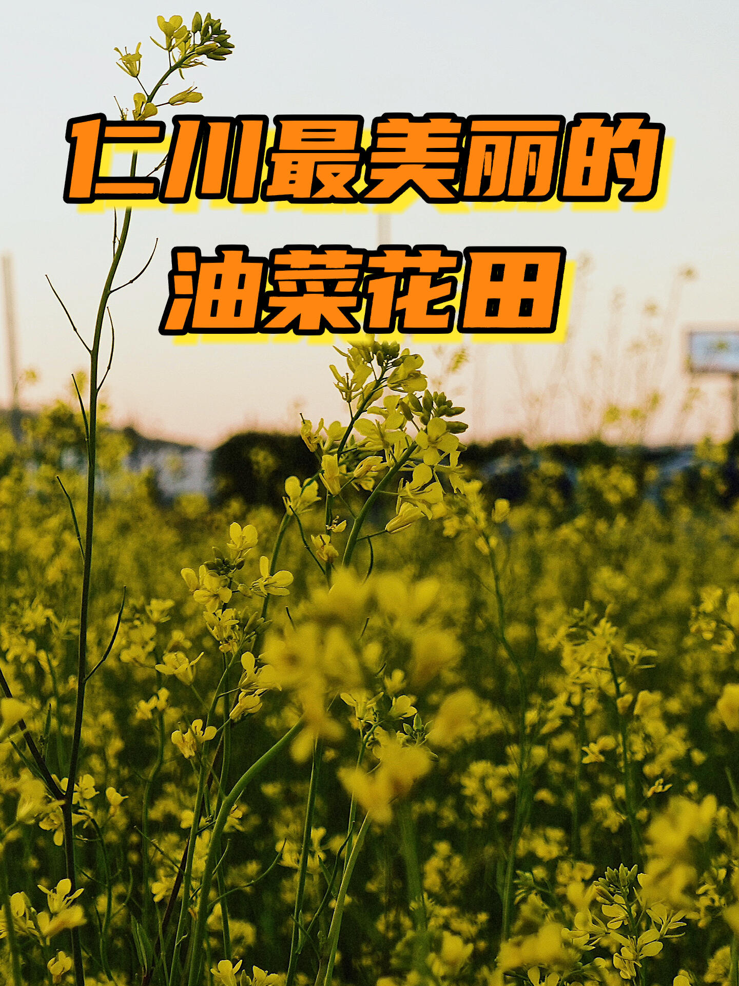 
                        韓國 ? 仁川旅游 ? 桂陽花園櫻花季已經(jīng)落幕，現(xiàn)在正是油菜花盛開的季節(jié)??。仁川最迷人的油菜花景點(diǎn)——桂陽區(qū)的桂陽花園，距離仁川國際機(jī)場僅需1小時車程。?? 乘坐仁川地鐵1號線至林鶴站（???），從2號出口出站，換乘582路綠村公交，在桂山女子高中（????）站下車，然后步行8-10分鐘即可到達(dá)。?? 桂陽花園（?????）?? 地址：仁川廣域市桂陽區(qū)西云洞106-1?? 免費(fèi)停車：在‘桂陽體育場射箭場停車場’導(dǎo)航?? 交通：在仁川地鐵1號線林鶴站下車，乘坐582號村巴至桂山女高站下車，步行8-10分鐘從賞櫻的浪漫轉(zhuǎn)換到油菜花的金黃，仁川的桂陽花園是你不容錯過的美景。從仁川國際機(jī)場出發(fā)，一小時車程即可抵達(dá)這片花海。#韓國旅游 #仁川旅游 #仁川 #仁川機(jī)場 #油菜花 #韓國 #旅游