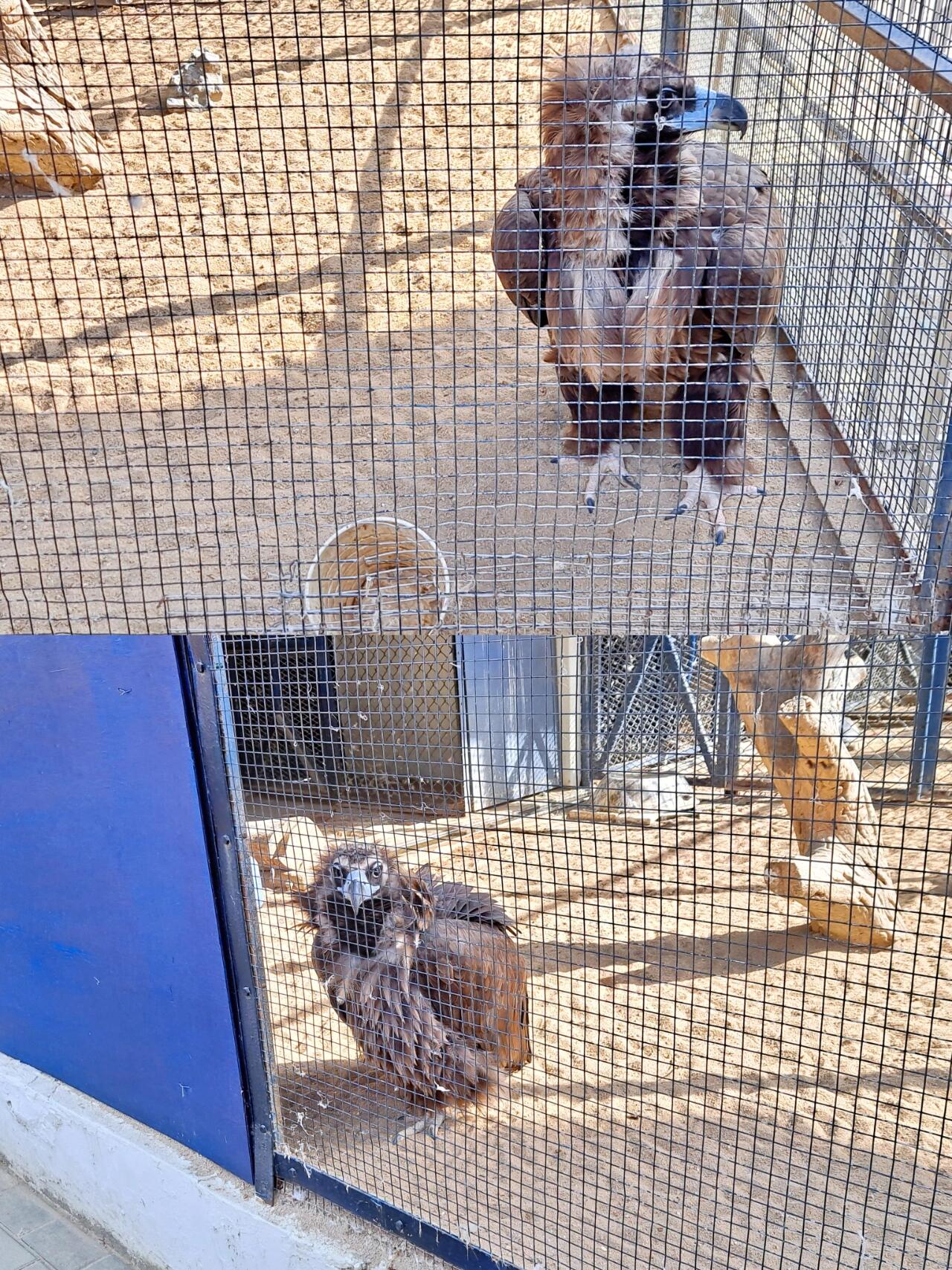 
                        探索韓國大邱 | 達(dá)城公園 ???? (大邱動物園) ????達(dá)城公園，占地126,576㎡，是一個充滿歷史氣息的地方，整個公園遺址被指定為歷史遺跡。這里不僅有珍稀樹木和美麗的景觀，還是一個充滿生機(jī)的城市社區(qū)公園。一進(jìn)入公園，你就可以看到一個當(dāng)?shù)貧v史博物館，廣闊的草坪廣場非常引人注目。這里有各種動物的居住環(huán)境，動植物和諧共處。如果你喜歡輕度運(yùn)動，可以沿著山脊散步。公園內(nèi)部有許多與歷史相關(guān)的地點(diǎn)，如達(dá)城土城、官風(fēng)樓、崔濟(jì)佑、達(dá)城瑞的《有和記》、李相和的懺悔錄、兒童憲章、李相勇的救國碑、侯浩的國碑等。不過，這里的環(huán)境可能不太適合年輕情侶的時尚約會，因?yàn)橹饕抢夏耆藖磉@里散步。公園內(nèi)外也缺乏適合年輕人的設(shè)施，附近多是手工藝品店、木工店和工具店。門票：免費(fèi)時間：每日 10:00 -- 19:00地址：????? ?? ????? 35 / 大邱廣域市 中區(qū) 達(dá)城洞 294-3#大邱旅游 #韓國大邱 #大邱 #韓國旅游