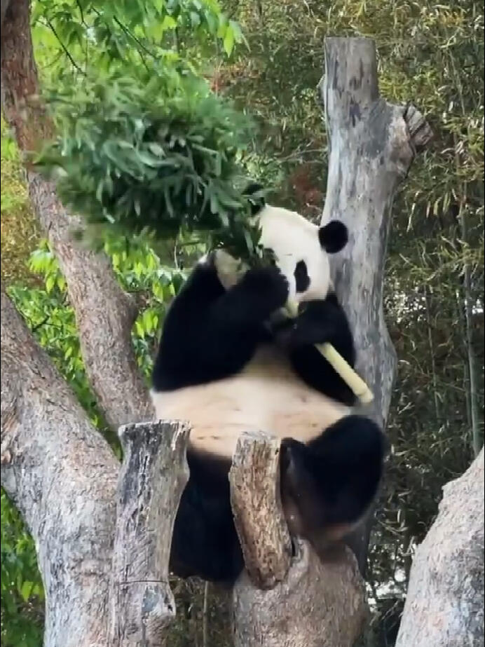 
                        ??功夫熊貓福寶，嗖的一下就爬到樹上了??竹子掃把在福寶手里變身金箍棒，真是太神奇啦！?? #大熊貓福寶 #愛寶樂園 #熊貓福寶的日常 #功夫熊貓 #熊貓愛好者 #國寶熊貓萌翻天 #熊貓飼養員的日常 #寵物熊貓陪伴 #金箍棒傳奇cr：網絡