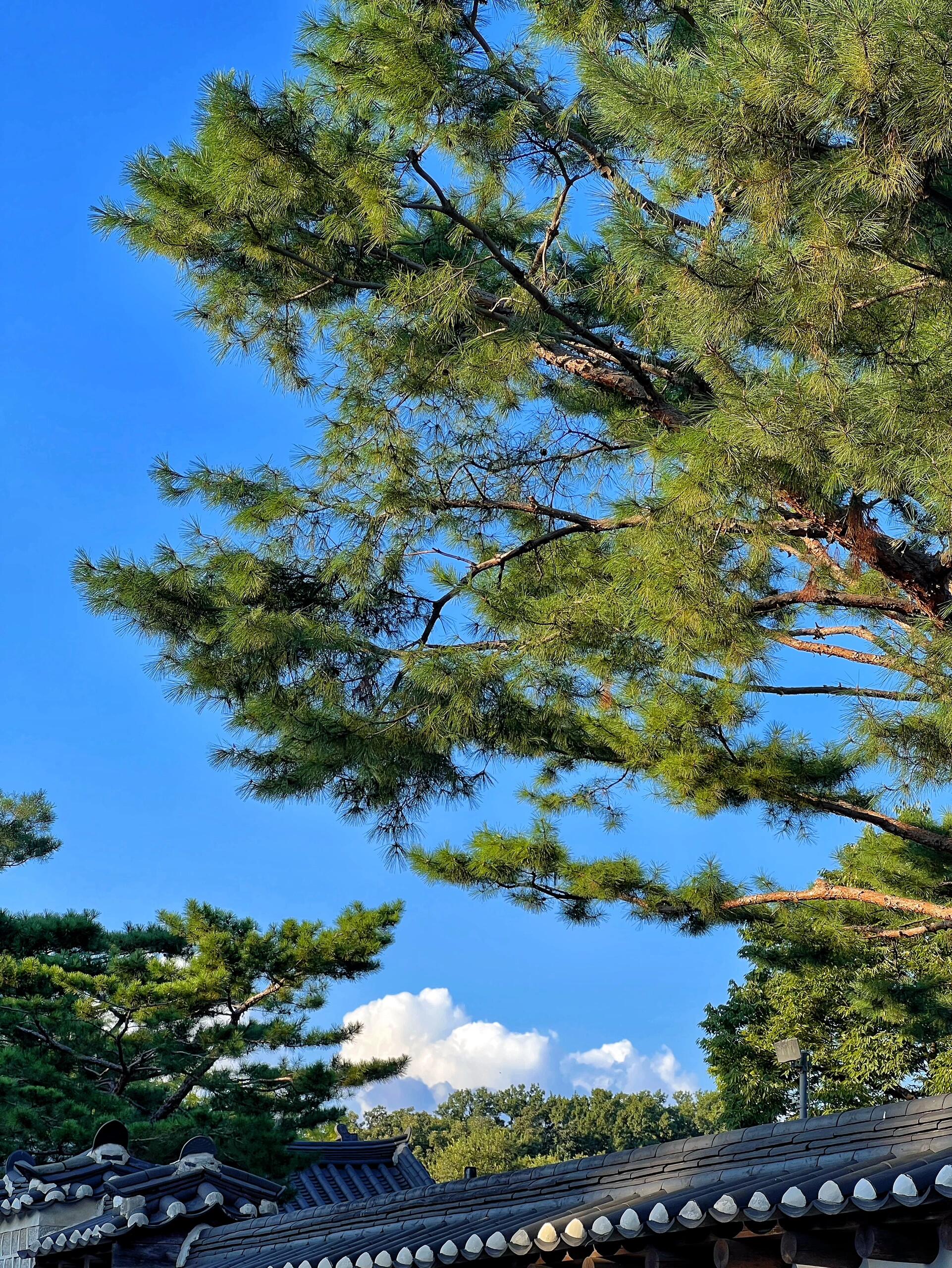 
                        ????忘了景福宮，昌德宮才是真正的宮廷美景??人少，空間大，美景多！??昌德宮不僅是皇帝的后花園，相比之下景福宮更像是個辦公區。穿上韓服來這里，門票免費哦（原價3000韓幣）！??最近還開放了夜游項目和精彩表演，不容錯過！??別忘了去旁邊的咖啡廳，可以一邊喝咖啡一邊俯瞰昌德宮的美景。??趕緊來打卡，收藏這份獨特體驗吧！#韓國留學生 #留學韓國 #首爾探店 #韓服 #韓服寫真 #韓服體驗 #昌德宮 #昌德宮后苑 #夜游昌德宮