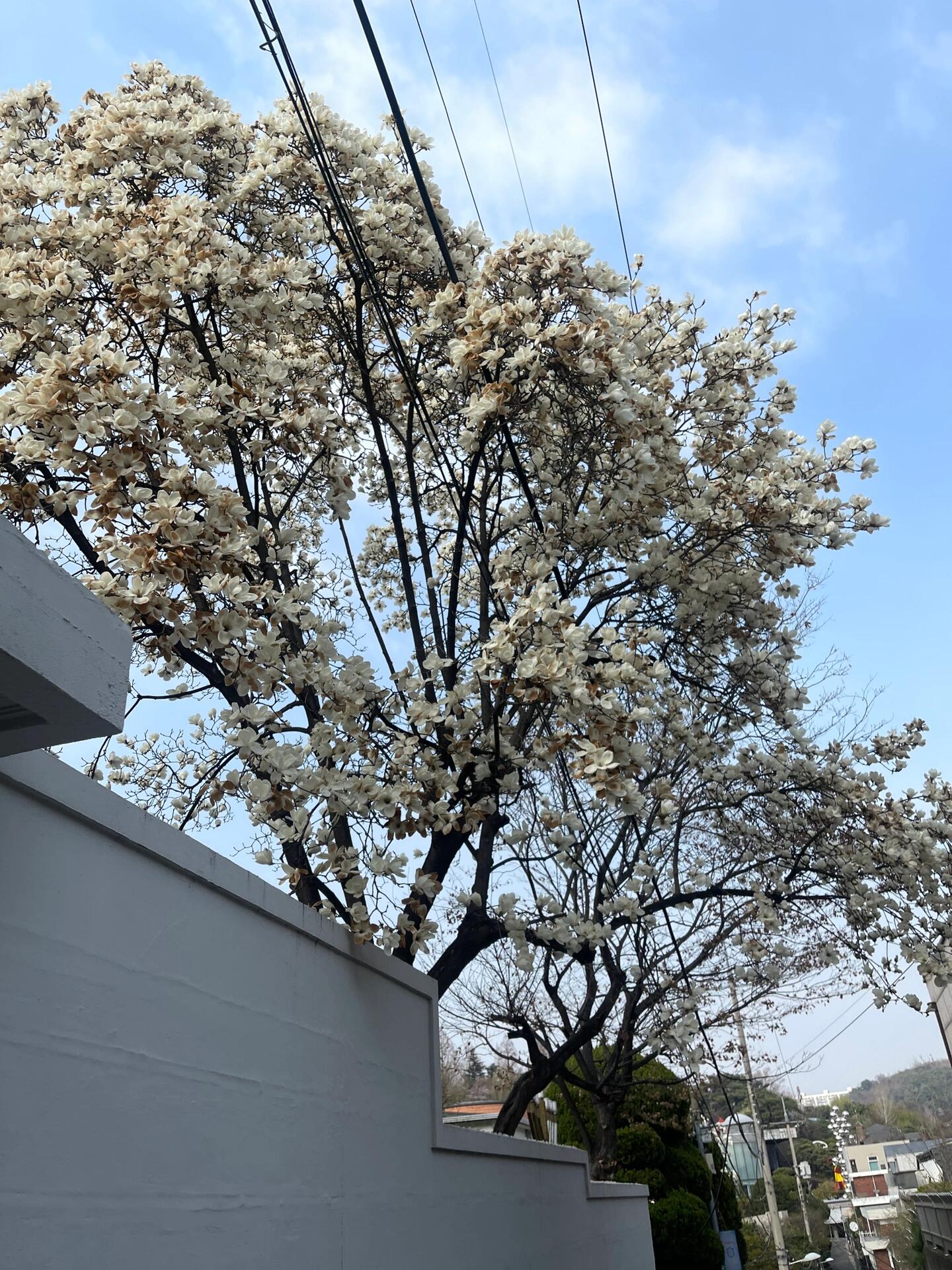 
                        ????漢南｜超美玉蘭花 ?? 錯過等一年?店名：??? ???時間：10:00 ～ 22:00地址：?? ??? ????55?? 22 ??? ???就這一周左右 現在已經開始發黃了太出片啦 盡快去??蛋糕種類不多 不踩雷其實沒什么心思吃蛋糕 都在二樓等著拍照??#賞花 #旅游 #打卡 #周末探店#韓國 #留學生 #玉蘭花 #蛋糕#首爾 #漢南洞探店 #漢南#首爾探店
