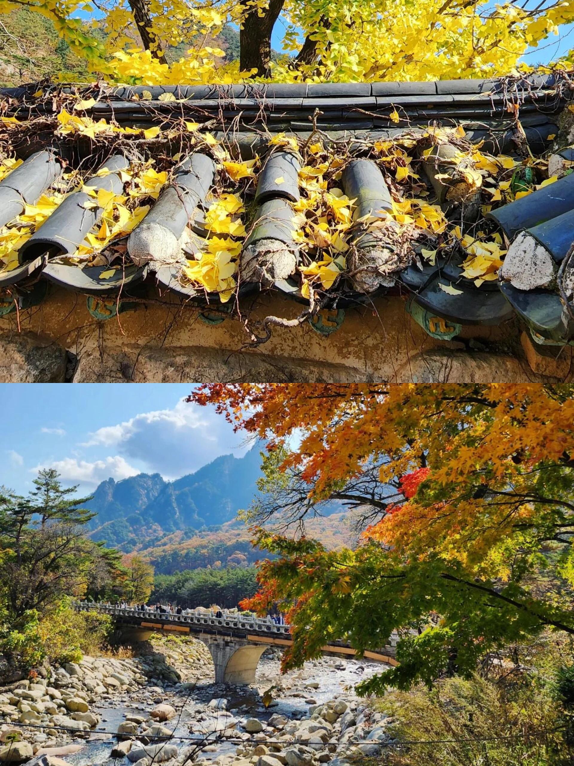 
                        首爾出發(fā)??打卡雪岳山??龍門寺銀杏10-11月是打卡雪岳山和龍門寺美景的最佳時機(jī)！！滿山遍野的銀杏和楓葉真的美爆??去年錯過了，看了朋友發(fā)的美照??真的超后悔呀！這次發(fā)現(xiàn)一個超方便的玩法，不用做攻略也不用查交通??10月準(zhǔn)備奔赴首爾的小伙伴們一起沖呀??！———??行程安排??06:00-06:40 首爾出發(fā)??06:40-09:00 前往目的地??09:00-13:00 雪岳山+午飯時間??15:00-16:30 龍門寺??16:30-18:00 回程??18:00-19:00 到達(dá)首爾———??打卡景點(diǎn)??雪岳山雪岳山是韓國三大名山之一，又被稱為韓國的“小瑞士”??本國人都超愛去的賞秋地點(diǎn)！無論是冬季的雪景還是秋季的楓葉都超級美！雄偉的山脈上遍布紅色楓葉??真的像走進(jìn)童話世界一般～??龍門寺在韓國算是比較冷門的佛寺，但卻是一個寶藏賞楓名所??寺里有一棵巨大的千年銀杏樹，人少景美??拍照超級出片！———??雪岳山&龍門寺銀杏樹賞秋一日游??最佳賞秋時間：10月16日-11月10日??預(yù)算：397r??集合地點(diǎn)??弘益大學(xué)站4號出口??明洞站3號出口??東大門文化歷史公園站10號出口———#韓國旅游 #韓國 #首爾 #首爾賞秋 #首爾周邊游 #韓國賞秋 #韓國自由行 #賞秋 #遛娃