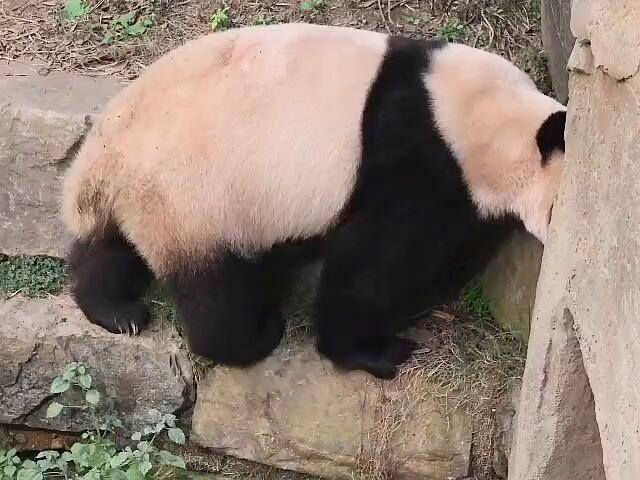 
                        去年修理工福在線掏水管??????福:咦～爺爺來了快跑CR:grace.f_bao #大熊貓福寶 #熊貓 #福寶和爺爺們 #愛寶樂園 #韓國旅游 #韓國景點 #韓國旅行 #韓國打卡地