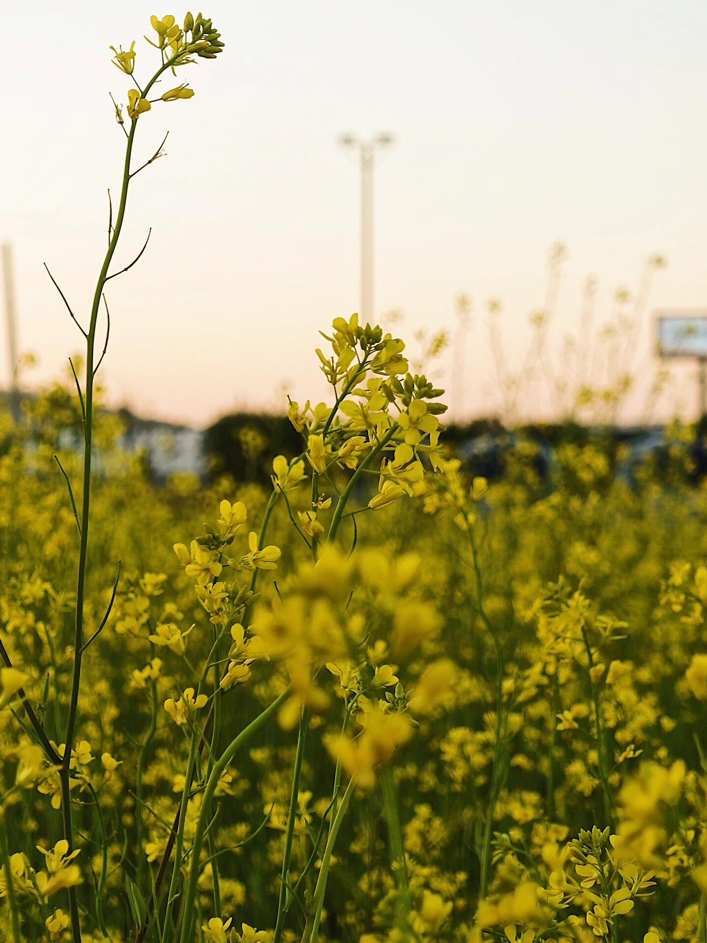 
                        [像當地人一樣旅行] 仁川，桂陽花園連年來，桂陽花園總能在夕陽西下的時刻，展現出油菜花田最迷人的景致。??這片黃色的油菜花在夕陽的映照下，泛起了溫柔的光波，為桂陽花園增添了無限的魅力，讓人留連忘返。??如果你在尋找那些獨一無二的攝影地點、愜意的空間或者是風情萬種的咖啡館，這里絕對值得一游。快來和你的朋友、愛人或家人一起分享這份美麗吧！?? ?????(桂陽花園)??????? ??? ??? 106-1?? 免費停車，導航設置‘???????????’?? 從仁川地鐵1號線的???下車，乘坐582號村落巴士至????站，步行8-10分鐘即到#韓國旅游 #仁川旅游 #仁川 #最美日落 #周末去哪兒 #小眾旅行地 #桂陽櫻花園 #桂陽花園 #油菜花 #像當地人一樣旅行 #TLTL