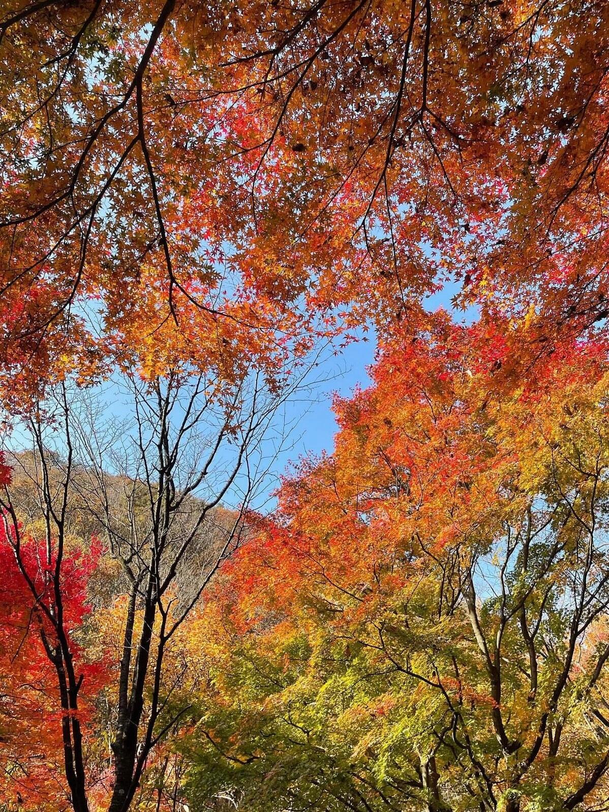 
                        沒(méi)去過(guò)內(nèi)藏山公園??快碼下這篇一日游攻略誰(shuí)懂??！內(nèi)藏山國(guó)立公園真的超適合徒步賞秋呀??我不允許秋天來(lái)韓國(guó)旅游的uus錯(cuò)過(guò)?。《冀o我碼下這篇一日游攻略沖鴨????———??關(guān)于內(nèi)藏山國(guó)立公園??最佳時(shí)間：10月下旬-11月中旬??地址：?? ??? ???? 1207內(nèi)藏山的楓葉被稱之為是朝鮮八景之一??共有11種楓樹，五顏六色的真的特別美啊啊啊?。╫ni醬覺(jué)得比南怡島美多了??）不來(lái)看一眼真的會(huì)后悔??徒步下山的同時(shí)還???欣賞漫山遍野的紅色楓葉??建議平日來(lái)，人少景美??真的能get到非常好看的照片??！.??必打卡機(jī)位??楓葉隧道??內(nèi)藏寺??內(nèi)藏山展望臺(tái)??羽化亭———?行程亮點(diǎn)??包含景點(diǎn)門票????中文導(dǎo)游帶隊(duì)????集合地點(diǎn)往返接送???????♀?總結(jié)就是一句話：不用做攻略！省心??懶人可沖！———??行程安排??06:00/06:30/06:40 首爾出發(fā)??06:40-10:30 車程??10:30-15:30 游覽內(nèi)藏山??15:30-19:30 返程??19:30/19:40/20:10 返回首爾———??預(yù)算：388+/人??上車地點(diǎn)：弘大站4號(hào)出口/明洞站2號(hào)出口/東大門歷史文化公園站10號(hào)出口??下車地點(diǎn)：東大門歷史文化公園站/明洞站/弘大站———#韓國(guó) #韓國(guó)旅游 #韓國(guó)自由行 #賞秋 #遛娃 #國(guó)慶 #首爾 #首爾周邊 #首爾自由行
