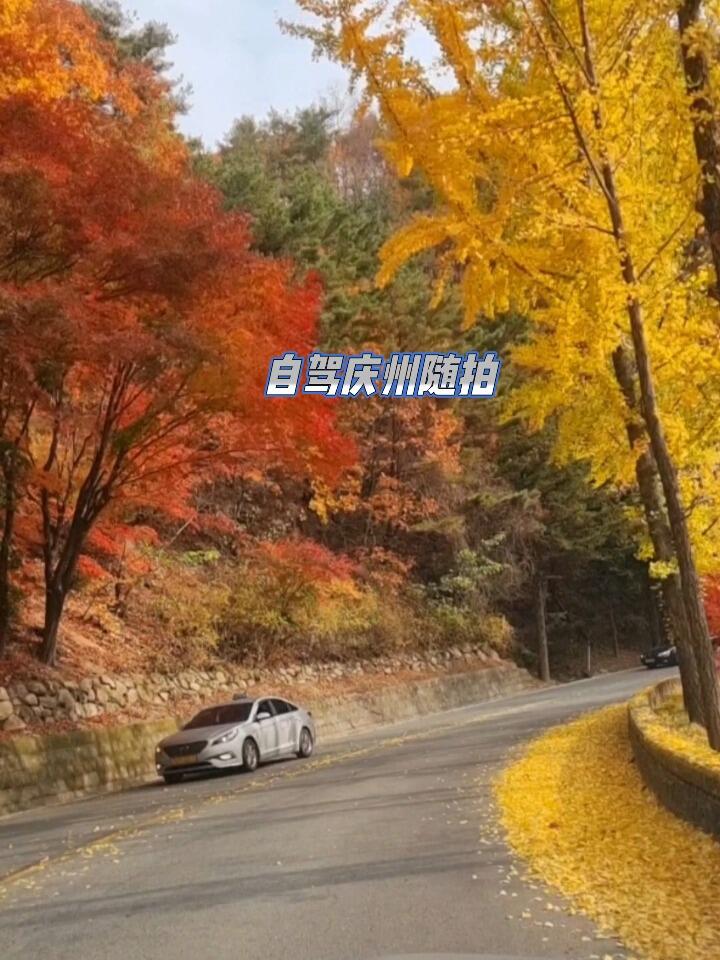 
                        自駕慶州隨拍，秋日楓葉??自駕游慶州，路上隨手拍下的美景~ #韓國(guó)慶州 #自駕游 #旅行 #楓葉 #韓國(guó)生活