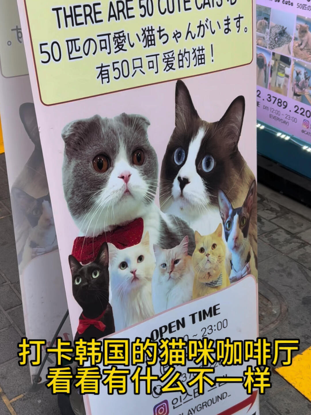 
                        打卡韓國貓咪咖啡廳，體驗有何不同？打卡韓國貓咪咖啡廳，體驗有何不同？????#寵物 #貓咪 #韓國咖啡廳 #打卡 #韓國 #韓國vlog #貓咪日常 #韓國旅游 #貓 #狗