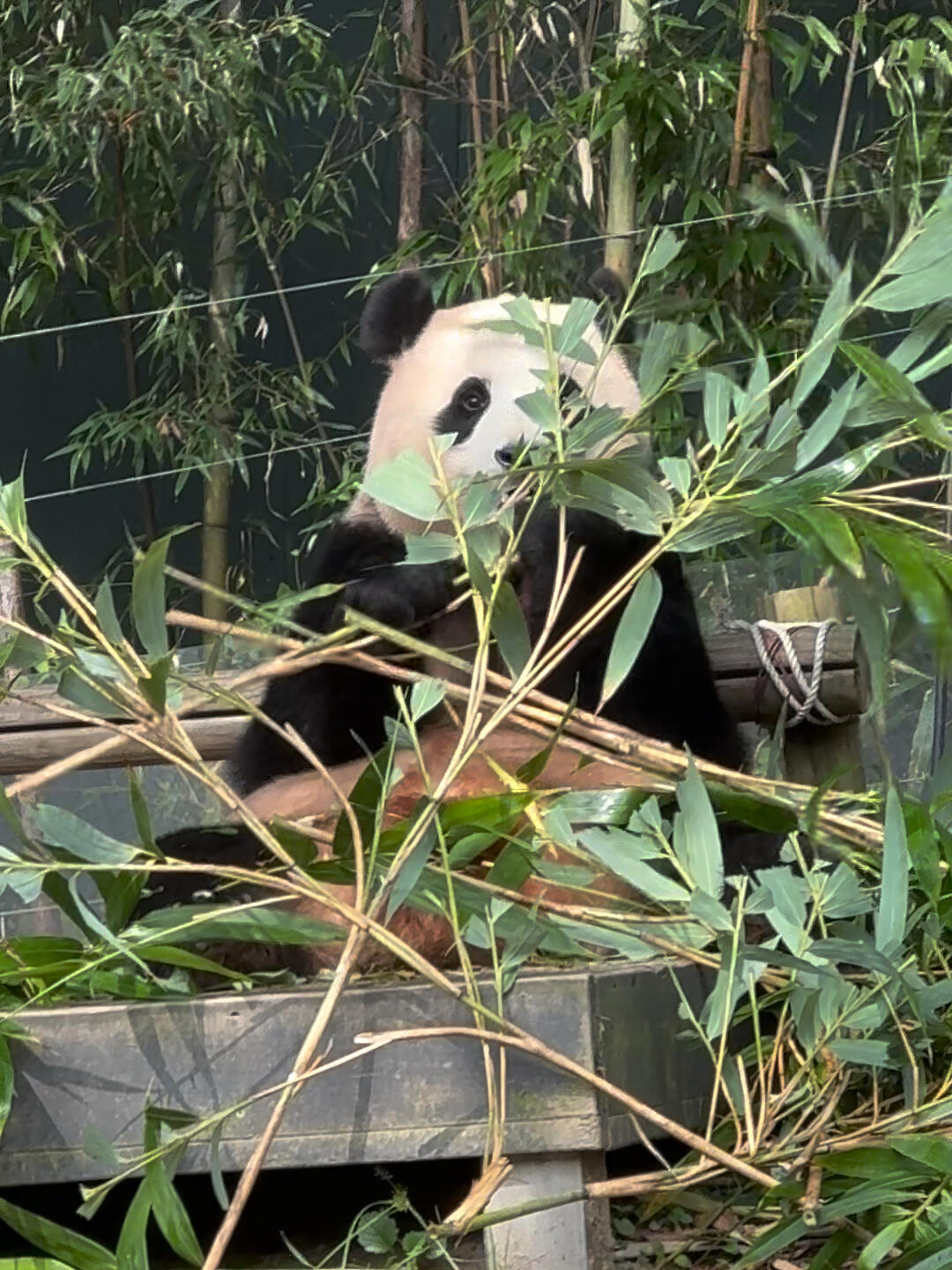 
                        23.10.4 今天在外場吃飯的福寶寶寶吃得那么快，是要去干嘛呀？難道是想早點(diǎn)吃飽去爬樹嘛？????#大熊貓 #大熊貓福寶 #福寶 #國寶熊貓 #福寶日常 #國寶大熊貓 #福寶和爺爺 #可愛 #萌寵 #愛寶樂園 #韓國旅游 #韓國景點(diǎn) #韓國旅行 #韓國打卡 #韓國必去 #韓國探店