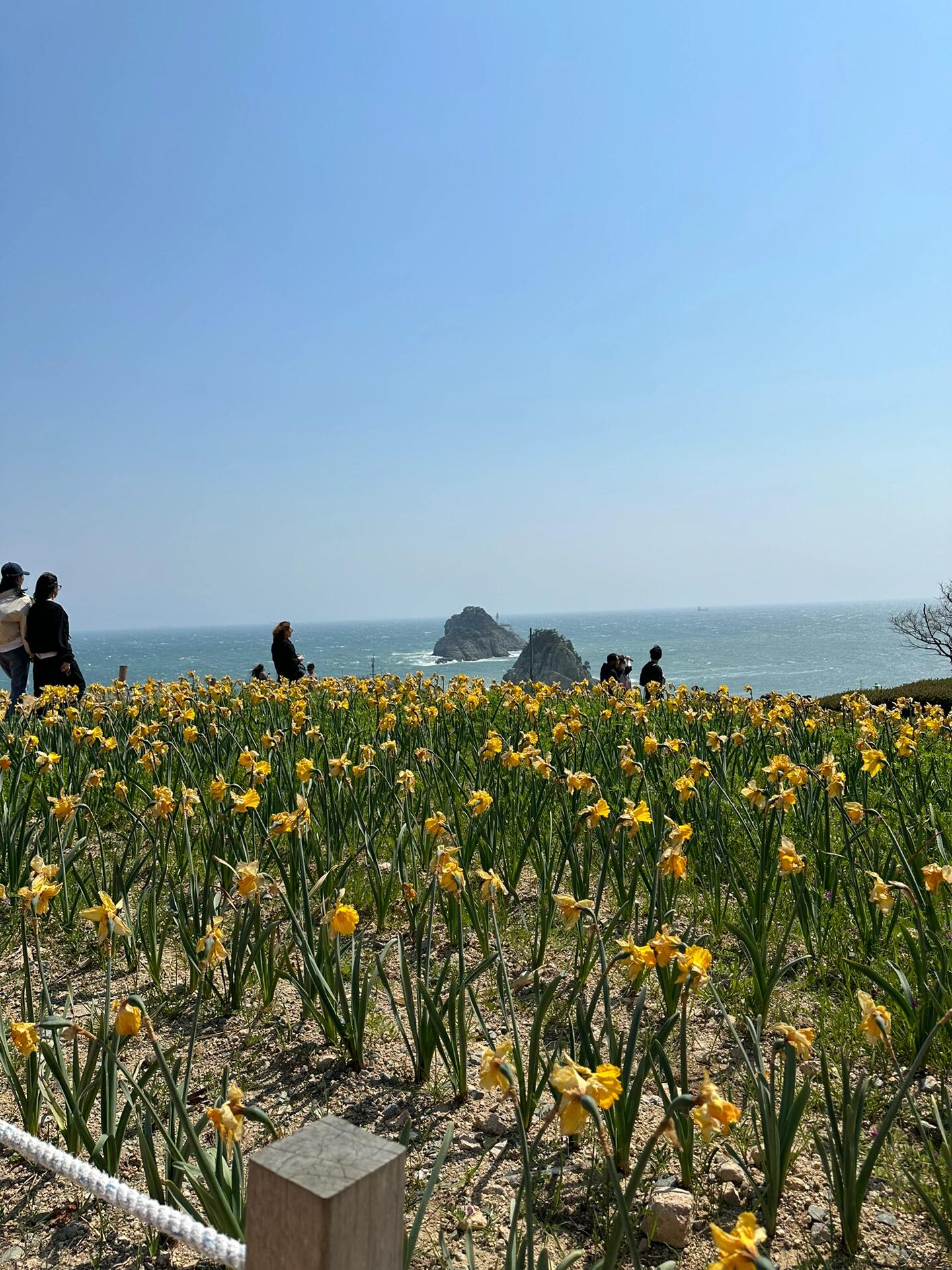 
                        ?????? 釜山探秘 | 五六島春日花海 ?????春日里的五六島美得讓人心醉！?? 漫步其中，你會(huì)被一片片絢爛的油菜花海所包圍。但記得，這里的風(fēng)兒十分猖狂，美美們出發(fā)前別忘了束起秀發(fā)哦～???我在4月初踏訪這片花海，油菜花依舊盛開，但水仙已經(jīng)開始告別盛放期。想要抓住最佳觀賞時(shí)機(jī)的朋友們，記得規(guī)劃好行程時(shí)間呢！???? 探索五六島的秘密角落 - ??? ?????#釜山美景 #春日出行 #花海漫步 #釜山旅游必去 #五六島之美