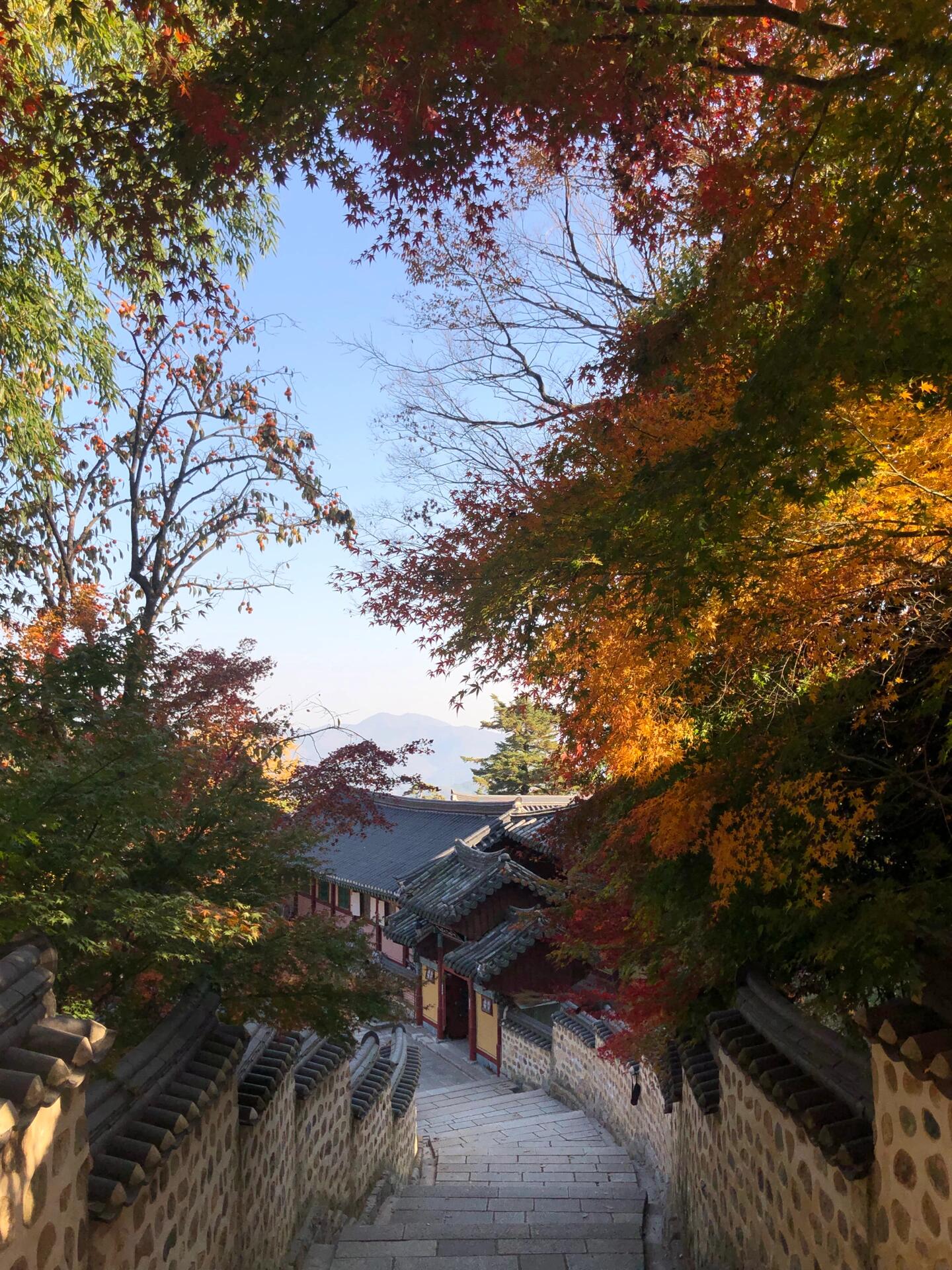 
                        ????韓國釜山｜秋天必打卡的梵魚寺??每年10月底到11月中旬，梵魚寺的美景絕對不容錯過??泛黃的銀杏葉和紅透的楓葉讓整個山谷變得五彩斑斕??圖1??是必去的拍照點！！！最后一張是終于等到無人時大家瘋狂拍照的場面??其他圖都是路上隨手拍的xixi天氣好的時候，美景隨處可見寺廟的側門就是通向???的登山路哦?????♀?不想登山的話，坐90路公交也能輕松上山啦！?????·梵魚寺#釜山旅行 #韓國 #韓國釜山 #釜山#韓國旅游 #韓國生活 #留學生日常 #釜山行