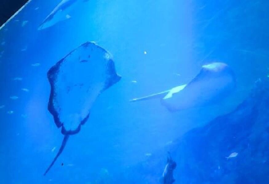 
                        韓國樂天世界水族館！等你來打卡！首爾市區的樂天世界水族館??，絕對是你不能錯過的游玩勝地！這里不僅有室內外的刺激游樂設施，還有各種可愛的海洋生物，讓你大飽眼福，盡享樂趣??。首先，教你如何避開人流高峰，沉醉在這個奇妙的水族館吧。????在樂天世界水族館，你可以看到各種各樣的海洋生物，比如可愛的白鯨，叼著自己的玩具游來游去??，還有水獺們，一開始入館的時候還懶洋洋的窩在被窩里，后來逛回去的時候，個個生龍活虎的到處亂竄，相機都跟不上的程度??。樂天世界內的校服??打卡也是不容忽視的一點！韓國本地人很喜歡穿著校服在游樂場打卡，穿上校服，你也能秒變高中生。??樂天世界水族館更是吸引人的地方。這里有350余種海洋生物，不僅可以看到白鯨，還有水獺們懶洋洋的樣子。想要更深入的接觸海洋生物，就趕緊來樂天世界水族館吧！樂天世界水族館，等你來探索！想要省錢又想玩得盡興，就趕緊來d我吧！#韓國 #樂天世界 #韓國旅游 #水族館 #海洋館 #海底世界 #親子游