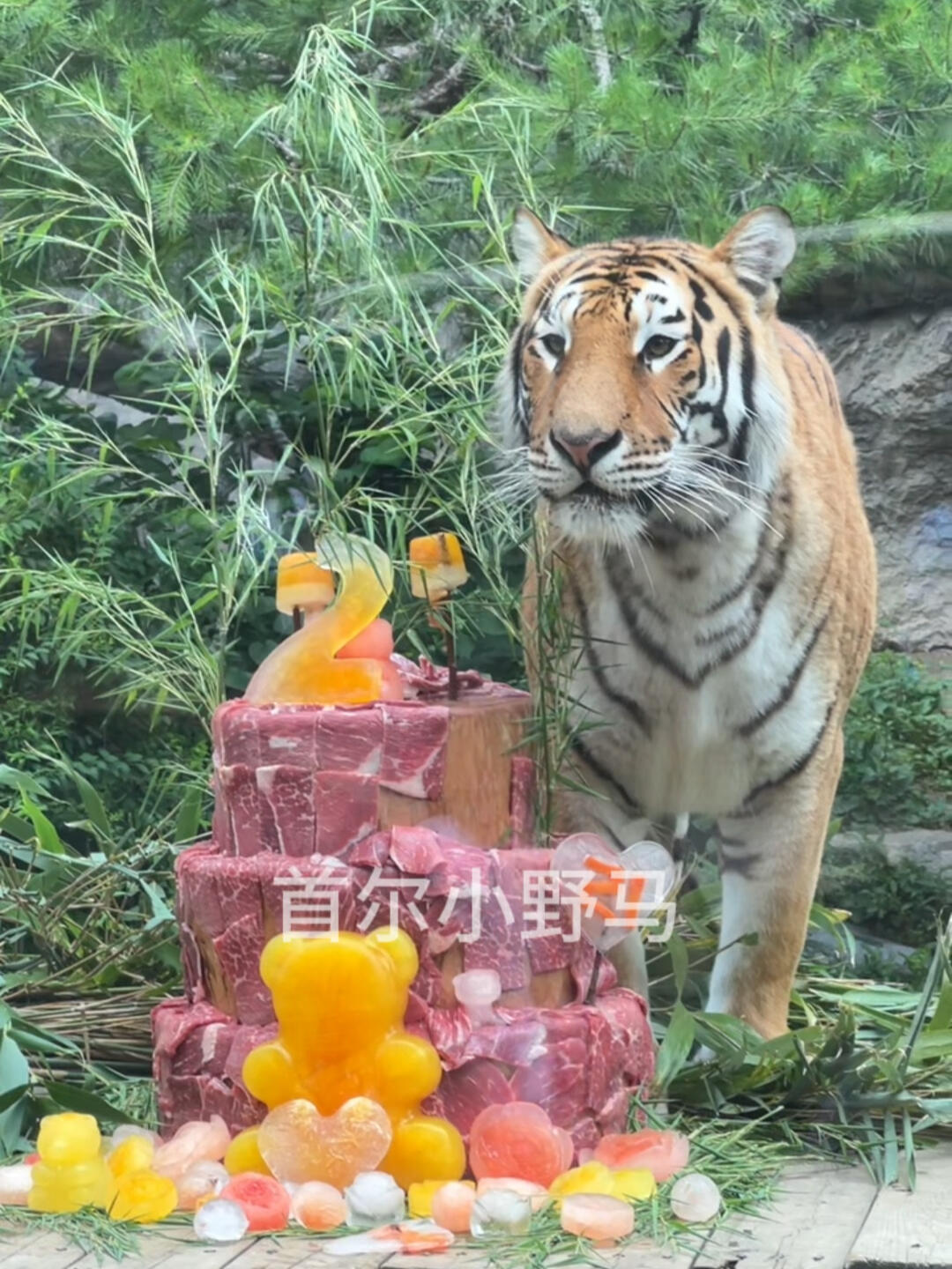 
                        ??愛寶樂園今天又開生日派對啦 福寶隨禮竹子??又是問福寶借的竹子咩啊哈哈哈?? 這個蛋糕我也可以！ #韓國旅游 #愛寶樂園 #大熊貓福寶