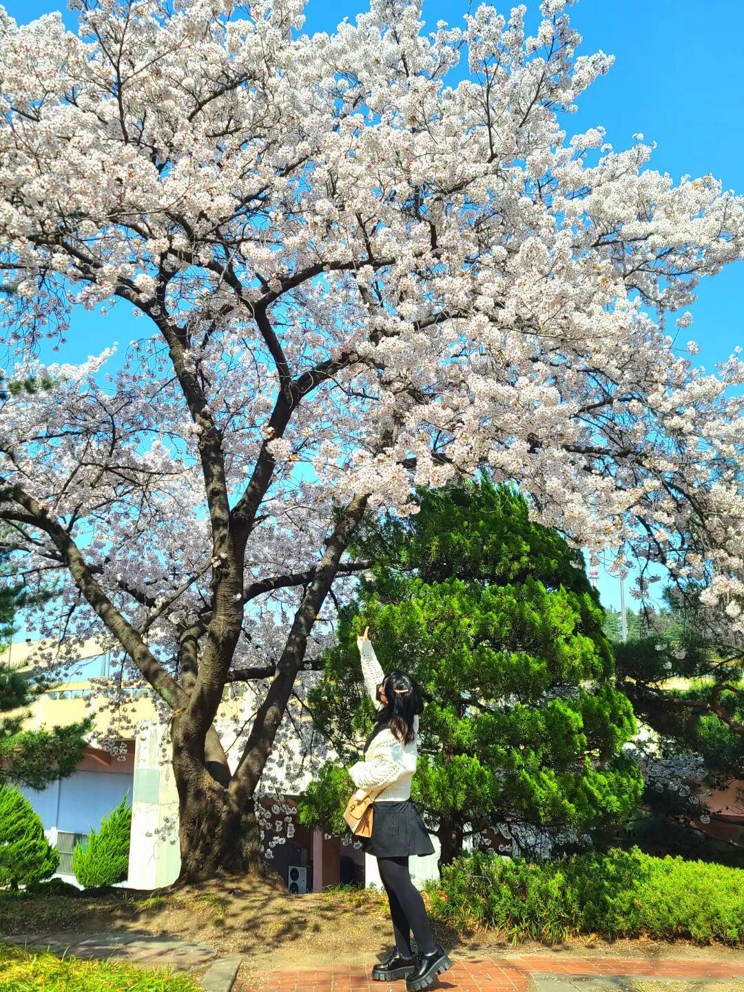 
                        韓國大邱自駕游 | 南方城市的櫻花盛開啦4月是韓國的櫻花季，南方的櫻花都開了??。我們也來了一場說走就走的旅行，一路開到了韓國????的南方城市大邱。聽說大邱的???是韓國排名第一的賞櫻勝地??，果然開過來從門口就開始各種堵車，根本就沒有停車位和酒店??，太火??啦！等位的時候門口路邊隨便一拍都很美??。排了1-2小時終于進去了，果然風景真的不是蓋的！即使戴著口罩也人山人海，玩的項目都得排隊1-2小時。不過坐過山車和纜車??都能看到83塔和櫻花??，真的很棒！！！推薦4月趁著櫻花開的時候一定要來打卡！票價也不是很貴：- 成人：45000 韓幣- SK KT LG三大通訊社可以打6折！- 合作的????信用卡可以打5折（夜場不能打折）夜場5:00PM后入場：- 成人：31000 韓幣，通訊社打折以后只要18600韓幣~還是很便宜的！我們5點進去的，玩到閉園也沒玩夠，83塔都沒去成。推薦過來玩2天。酒店一定要提前定，要不然根本沒有~對了，游樂園門口下面十字路口那家雞絲刀削面（??????）一定要吃…他們家面??配泡菜絕絕子！！！#韓國大邱 #韓國櫻花 #韓國自駕游 #大邱旅游 #大邱Eworld #韓國櫻花季 #暖春櫻花季 #韓國大邱83塔