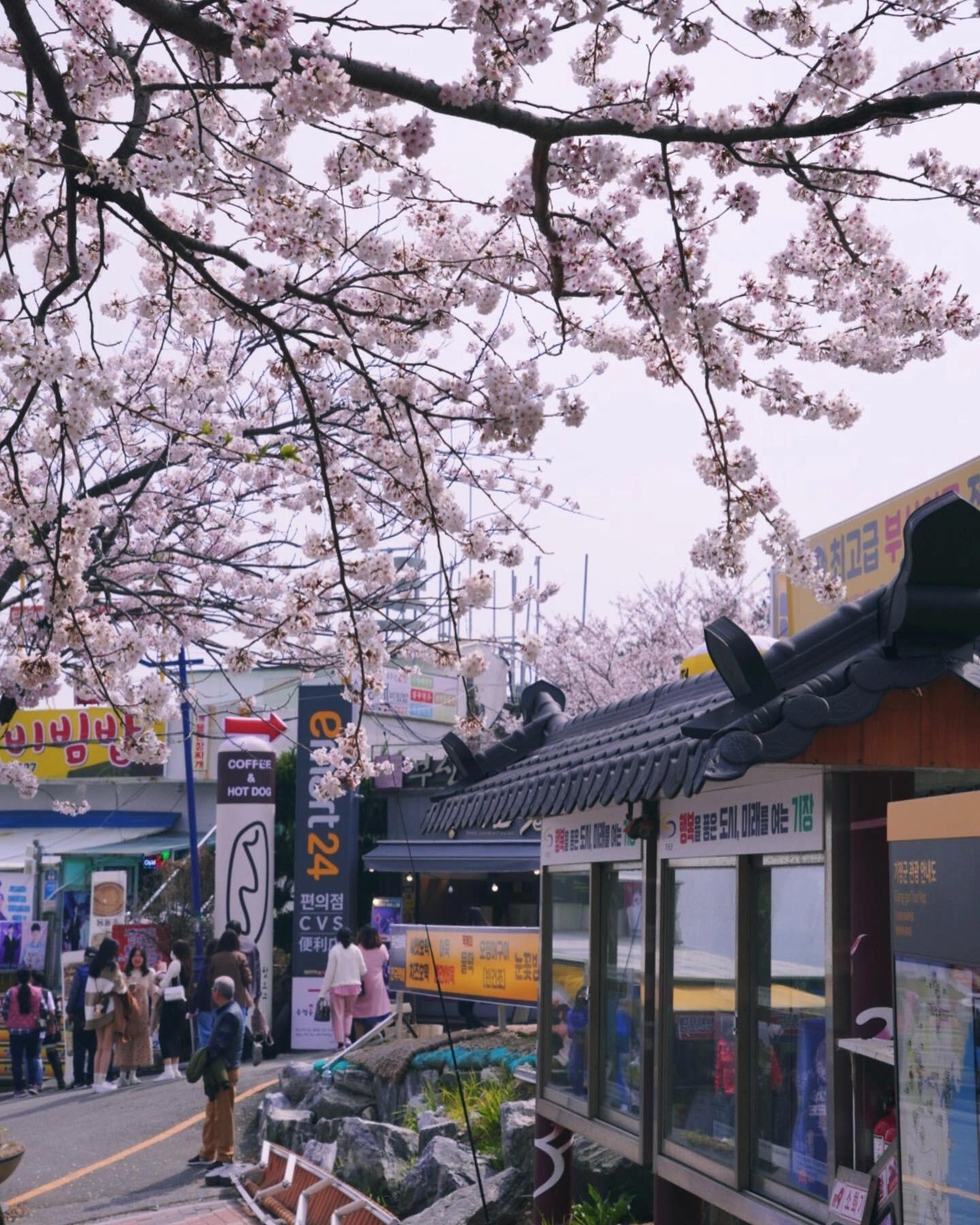 
                        釜山???? 必打卡櫻花大道?? #海東龍宮寺#釜山景點??海東龍宮寺韓國唯一一個靠海建的寺廟寺廟本身非常壯觀外面整條櫻花大道??超美！！人潮都聚集在寺廟那邊外面的櫻花路非常好拍??空景很好等????交通信息：我們是從海云臺搭出租車過去，公交車也可以到！??小提醒：Uber很難叫車，要用Kakao T#busan #busantrip #busantravel #busankorea #釜山景點 #海東龍宮寺 #釜山櫻花 #cheeryblossom #釜山必去 #釜山旅行 #釜山必打卡 #釜山攻略 #釜山旅游 #釜山探店