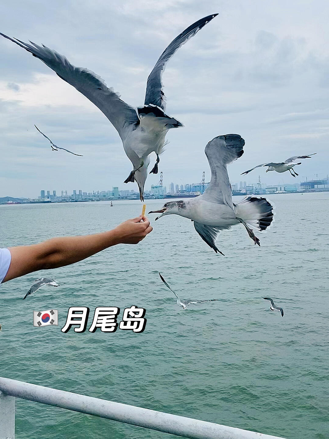 
                        秋天的大海????夏天的尾聲，一起去海邊喂海鷗吧?????#大海 #海鷗 #治愈大海 #韓國仁川 #看海 #韓國永宗島