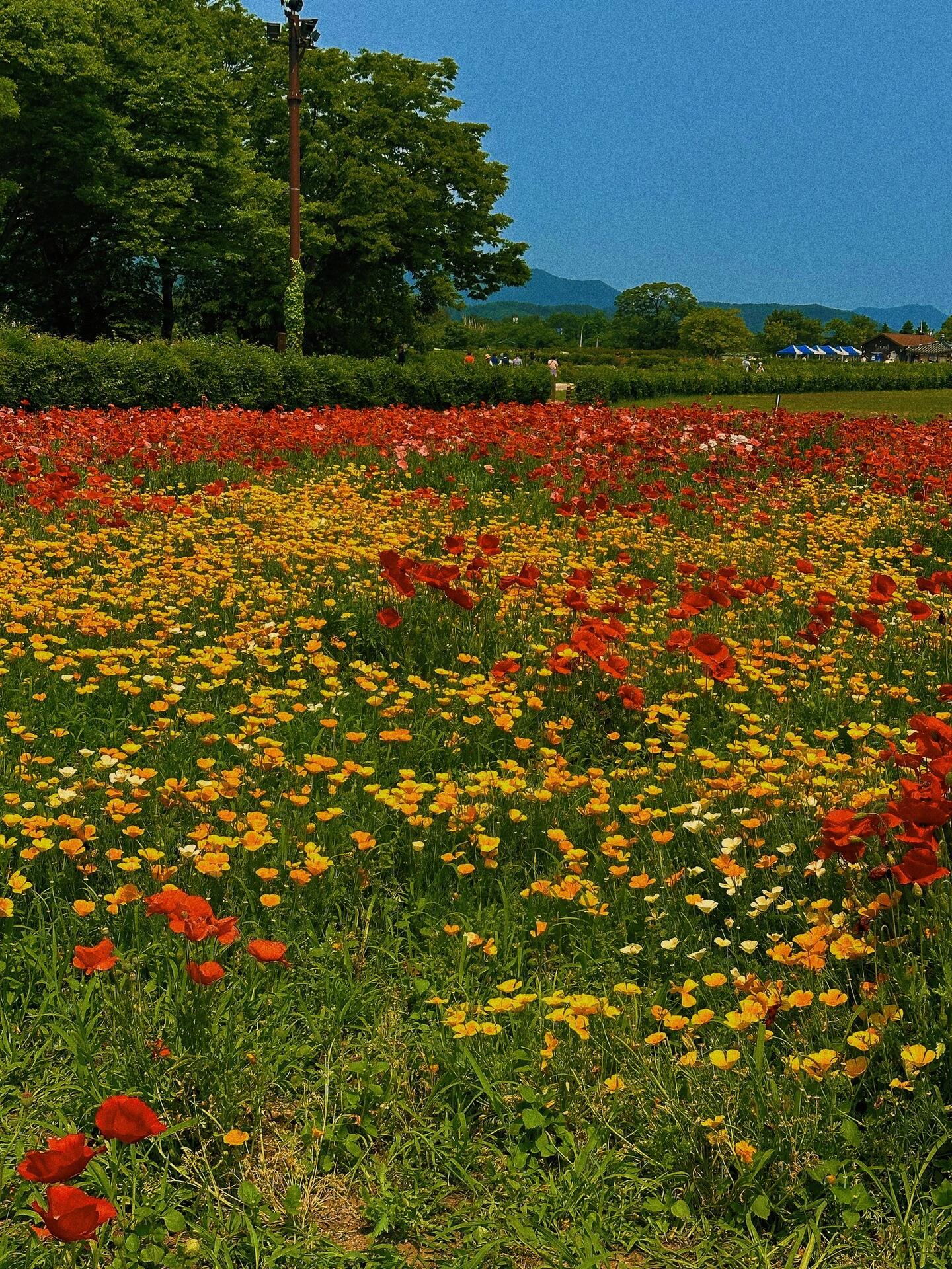 
                        ????韓國慶州 ｜花開燦爛的春天 仲夏夜之夢春夏的花都開好啦 ????? ? ? ? ?? ? ??? ?? ?來年的日落時分 花開燦爛的春天 仲夏夜的夢?????????????????????慶州 瞻星臺 ????#韓國 #慶州 #韓國慶州 #春天 #春天花園 #春夏 #韓國慶州旅游