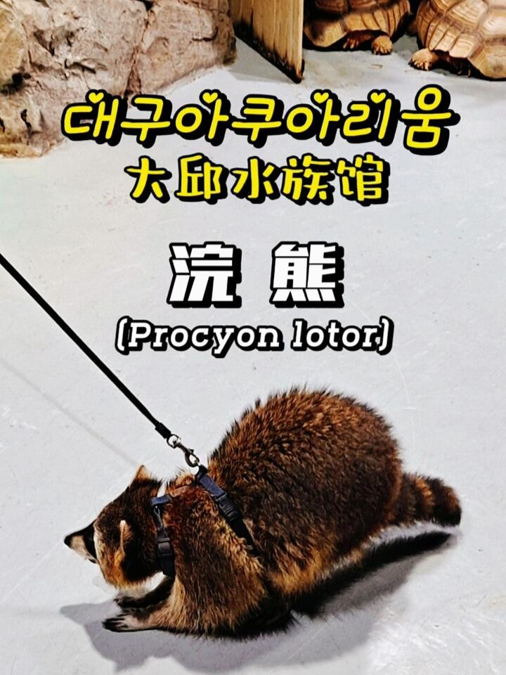 
                        韓國大邱水族館 | '干脆面' 浣熊??????????_________________???在韓國，位于大邱廣域市的[?????? 東大邱巴士客運站]樓上，[?????? 新世界百貨店]9層。有可以近距離觀察并可以撫摸，一起玩耍的浣熊。浣熊 (Procyon lotor)，是哺乳綱真獸亞綱食肉目浣熊科浣熊屬的一種動物，原產自北美洲。浣熊特征為眼睛周圍有一圈深色皮毛，體型較小，體長約40到70厘米。浣熊的爪子非常靈敏，上面的觸覺細胞相當豐富，在與水接觸后，爪子上的慢速適應感受器的靈敏度提高了，浣熊可以依靠爪子測量食物的重量、尺寸、材質以及溫度。生活在從溫暖的熱帶地區到寒冷的草原的多種棲息地中。雜食性動物。根據季節變化，會吃漿果、堅果、啄木鳥的卵、爬行動物的卵、昆蟲、烏龜、青蛙、小型哺乳動物，還會吃魚類和蛤蜊。在每次吃東西前，總是先把食物在水中清洗一下。_________________???大邱水族館??這里有多種亞熱帶觀賞魚，世界各具特色的代表性水域生態囊括其中，可以最還原地了解其中的生物自然狀態以及相處關系。在這里可以近距離觀賞到330多種超過46000個各具特色的生物。再配合不同的燈光效果，絢麗奪目，令人流連忘返。_________________??價格:單次: 成人 29000韓元(CNY 159)年票: 120000韓元(CNY 661)(*進入水族館時)可免費停車2小時。*注冊年卡時，攜帶(手機中的照片)本人證件照_________________時間: 每日 11:00--20:00_________________?????地址: ????? ?? ??? 149 ?????? ??? 9?_________________#大邱 #樂在大邱 #韓國大邱 #大邱旅游 #大邱打卡 #韓國水族館 #小浣熊 #浣熊 #北美浣熊 #韓國旅游 #韓國旅行