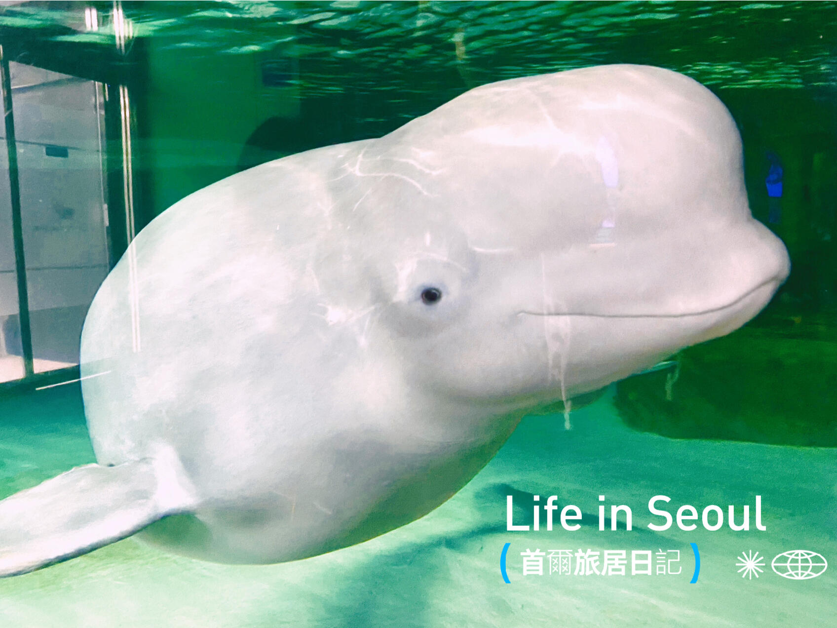 
                        ???? / 嗯我承認你的確比我可愛??????Beluga Whale是我的spirit animal，所以到哪如果有的話一般我都會去看看她他。這次樂天水族館和樂天世界的票是一起買的，所以我沒有事先查過，到了以後超驚喜看到白鯨！這隻白鯨真的是我在各地見過最有靈性的一隻，他會一直靠近和大家玩！非常非常可愛！我在那區可能待了一個小時都有，太太喜歡了??老實說我不建議大家買樂天水族館和樂天世界的套票，因為要同天使用。我個人覺得比較累又有點趕。兩個地方營業時間有點不同，相隔也有一段路，我覺得分開兩天，去水族館的那天順道逛百貨公司（位置也是在百貨公司裡），會比較不倉促。話說上手扶梯離開水族館前，突然被一隻躲在角落的巨型海豹？嚇到??不知道為什麼自己躲在那邊～#海底世界 #海洋館 #水族館 #韓國樂天水族館 #白鯨 #韓國旅游 #韓國首爾 #首爾旅行 #首爾景點 #樂天世界 #旅居生活 #首爾生活 #旅行日記 #plog #可可愛愛