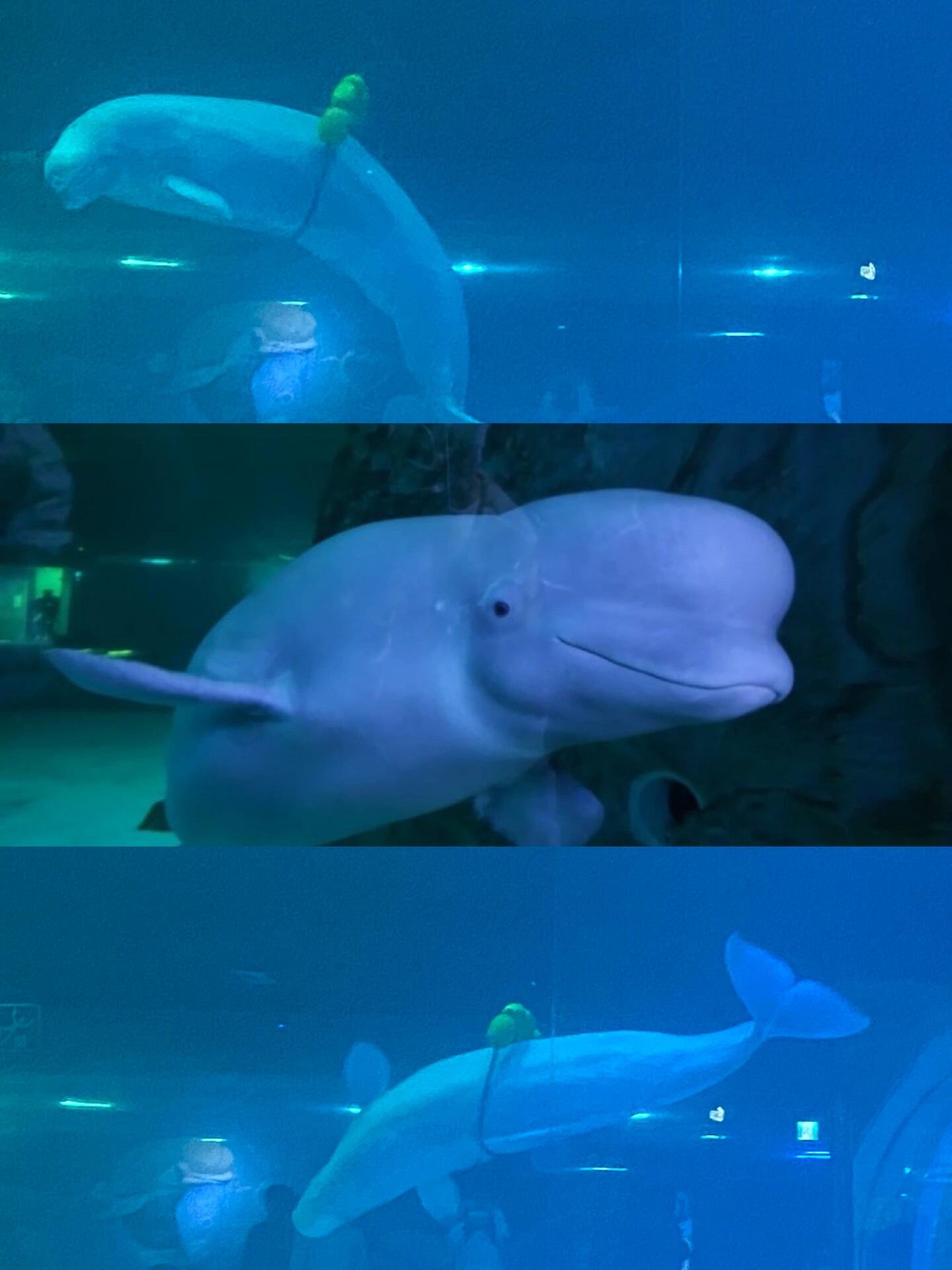 
                        ????首爾｜樂天世界水族館??在????的朋友們一定要去蠶室的樂天水族館??，地方超級大，深海魚類也超級多，個人覺得比汝矣島63building的水族館好看！動線安排的也很不錯，可能因為地方本來就大，周末就算人多也還好，不會太耽誤拍照片呢～不知道大家有沒有看過《海月姬》，我看的是劇版的，因為看女主去水族館看水母的時候感覺又漂亮又治愈，我也就超級想去看水母，才去的。雖然這個水族館的招牌是封面那個可可愛愛的白鯨哦，對了，大家知道白鯨韓語是什么嗎？是???，結果我每次都讀成???（不怎么樣的意思，標準語是???）。??蠶室樂天世界mall B1（?? ??? ???? 300 ????? B1）?? 3.5w1人（可以看看有沒有通訊社，銀行卡優惠）#韓國生活 #樂天世界 #水族館 #首爾 #首爾旅行 #首爾生活 #海底世界 #水母 #樂天世界水族館 #韓國樂天水族館 #每秒都值得記錄 #海洋館 #韓國海洋館 #治愈系水母 #白鯨