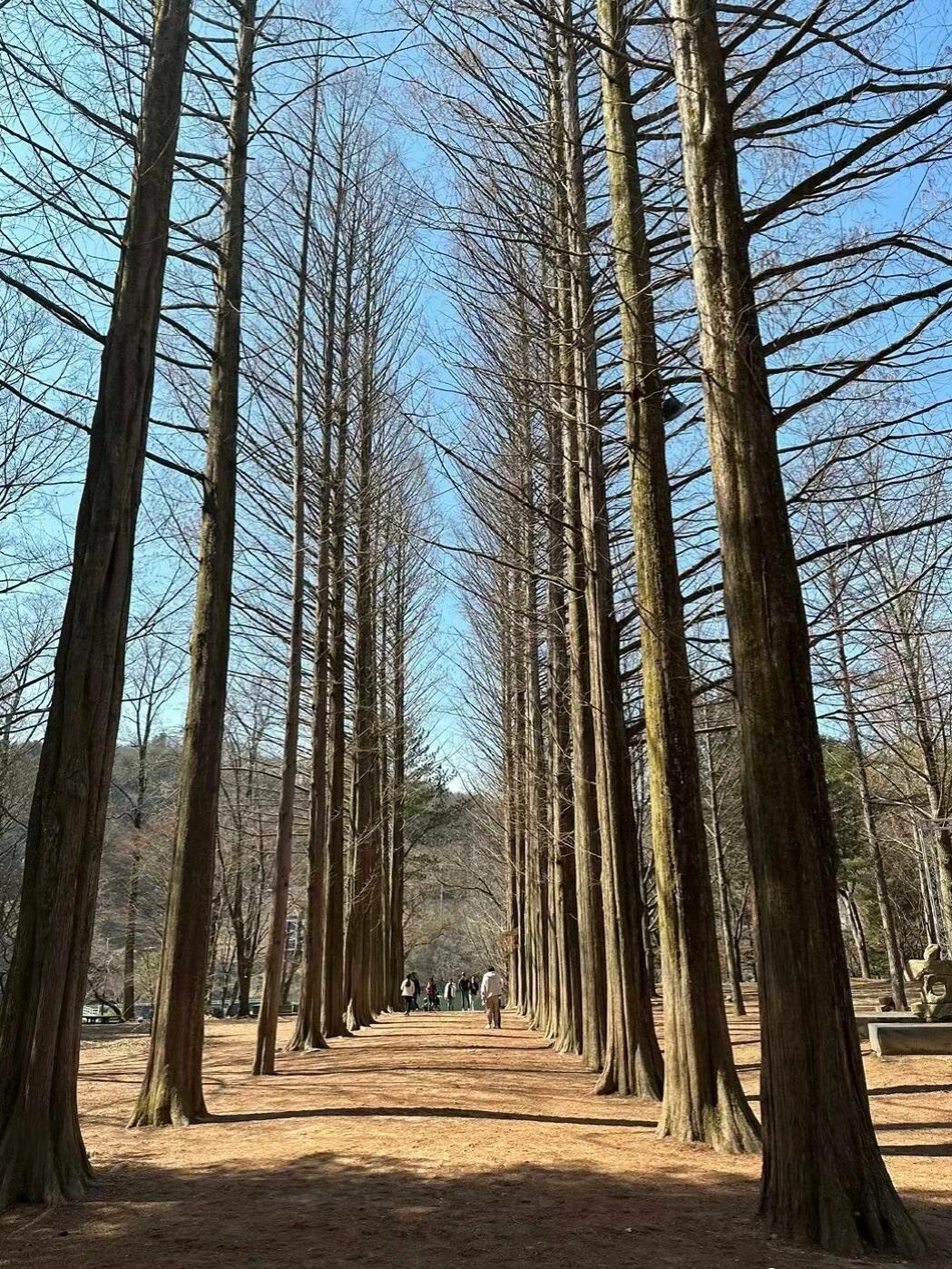 
                        韓國首爾必打卡的人氣新地標（避雷暢玩版）與其向往，不如出發??趕緊結伴一起打卡首爾人氣地標???珩珩帶你深入了解韓國~????對了，小伙伴們出去玩都帶點啥呢？薯片、辣條、瓜子、果脯、鍋巴、餅干、糖果、果凍等等等？那么如何實現國貨自由呢？珩珩給你安排！只需將收貨地址填成倉庫位置??我們負責免飛代收包裹-拆包核驗-合并打包-集運發走，兩到七天即可派送到家哦～讓你不僅有美景可看，更有美食可享～??????????????????????1、景福宮來這里領略百年古跡傳統文化意蘊，是韓國五大宮闕中占地最廣的??在這里穿韓服可免費進入??Ps星期二不開門，不要白跑哦????2、北村韓屋村逛民俗村就來這里，《繼承者》在這里取景??還有很多融合古今的文創店?????3、南怡島很特別！非常漂亮??著名的冬日戀歌就是在這里拍攝的，法國村/意大利村都值得一去??????????4、星空圖書館裝修大氣又夢幻，不僅適合放松休閑也非常適合拍照約會??隨手一拍都是大片????5、首爾塔站在觀景臺俯瞰城市全景，《來自星星的你》在這里取景??首爾地標，情侶們喜歡把愛情鎖在塔上，意味著長長久久??塔下還有著名的泰迪熊博物館????6、首爾大公園5000韓幣門票就可以玩一整天，很放松很享受??面積很大，有動物園和植物園，設施完善~還有空中纜車加分項????7、明洞首爾第一購物天堂，引流時尚潮流??各色店鋪鱗次櫛比，可選擇性很多還能偶遇明星哦????8、樂天塔韓國最高的建筑，Running Man拍攝時曾來過！??可以一站式游玩第118層透明玻璃區，很值得一去????9、青瓦臺韓國總統官邸，順著景福宮石墻路可以到達三清洞公園?????10、德壽宮現代建筑與傳統建筑結合，宮殿旁的小巷子也是熱門打卡地??德壽宮南側高樓上還有個超美的觀景臺可以俯瞰德壽宮和首爾一帶的風景但每周一休息不要跑空哦????11、光化門廣場位于光化門前，廣場上擺著韓語字母發明者世宗大帝的雕像，可以去打卡一下????12、昌德宮首爾的第二大宮殿，它有一個巨大的“花園”，有無數的寺廟，亭臺和異國情調的動植物??這么多地標，快約上舍友朋友在這個夏天體驗更美韓國??#中韓快遞 #國際物流 #韓國首爾 #韓國 #首爾 #韓國生活 #韓國旅行 #首爾旅行 #韓國旅行攻略