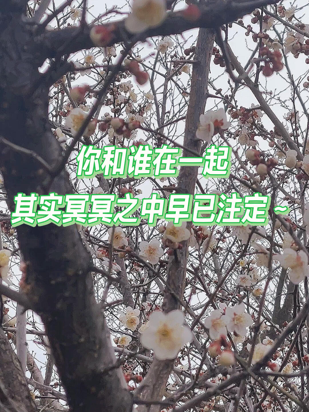 
                        韓國慶州一定要來一次～慶州真的是韓劇古代的即視感，有好多古老的房子，梅花樹真的好漂亮～?? #韓國 #韓國慶州 #古代風情 #旅行推薦
