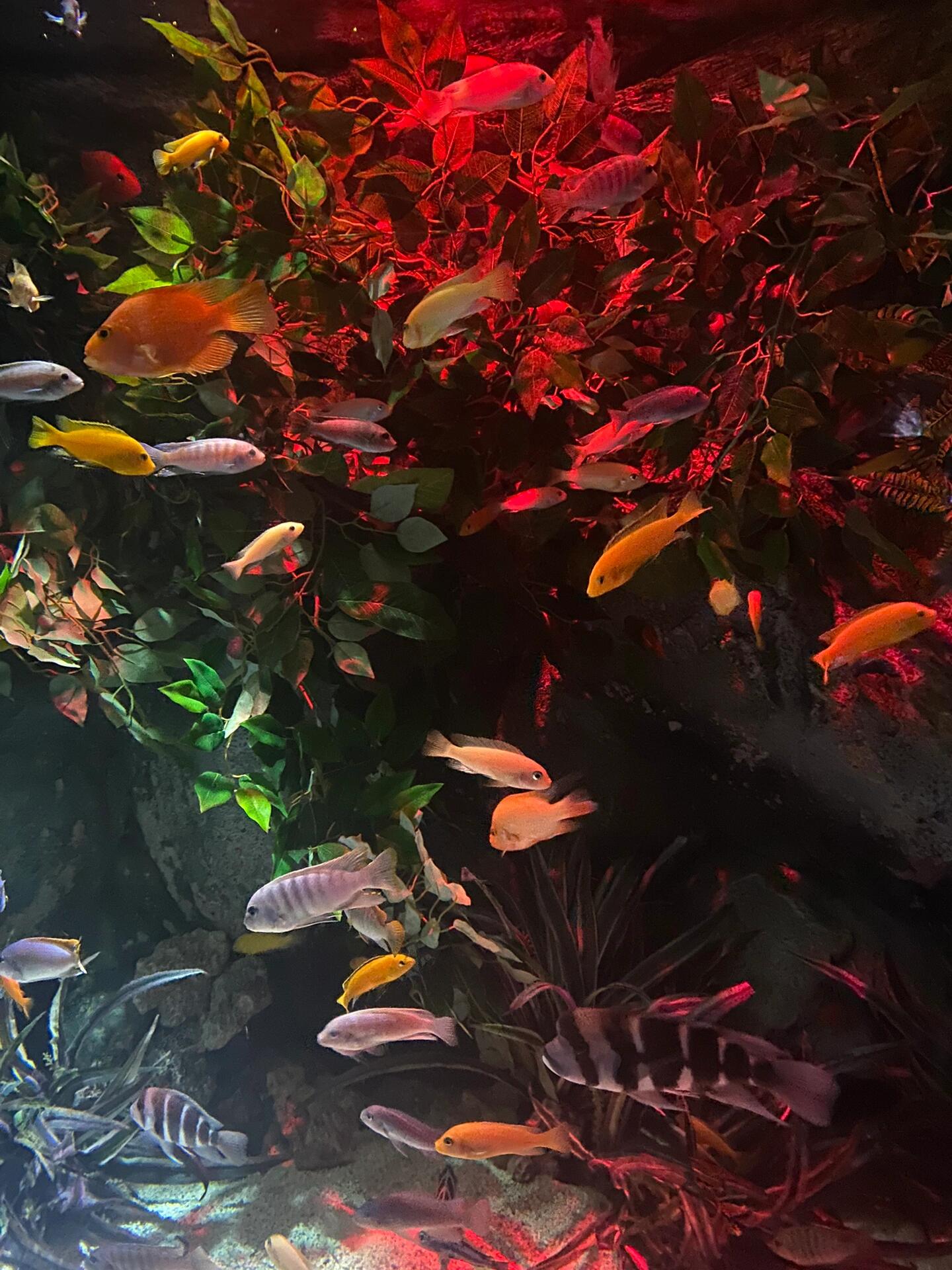 
                        樂天世界水族館大加分！因為下雨只能室內玩玩，沒做功課去的，以為只有小魚啥的，沒想到蠻大的里面！韓劇即視感，超級適合約會！#韓劇 #樂天世界 #水族館 #海洋館 #首爾旅行 #首爾探店 ???????