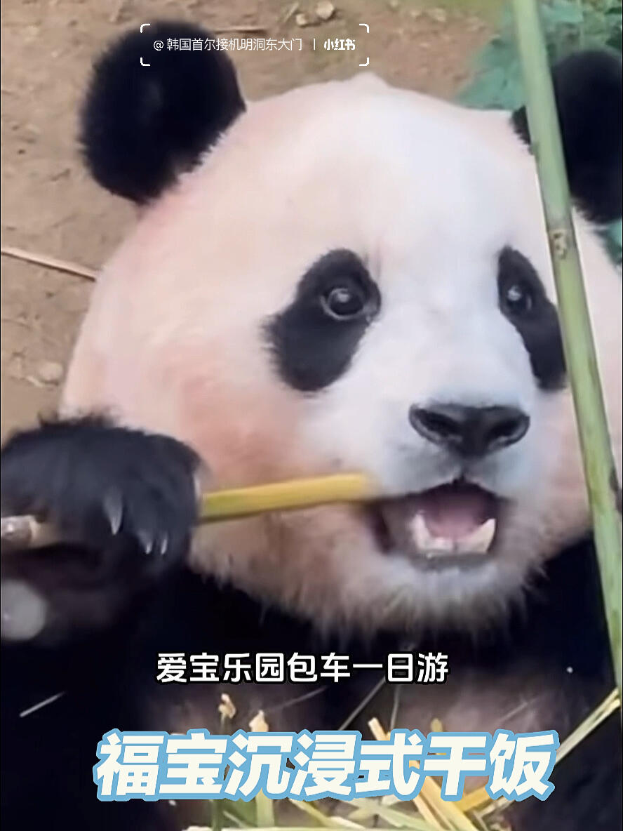 
                        愛寶樂園1日游攻略福寶玫瑰主題??，爺爺們為福寶精心準備了美麗的玫瑰??。園區營業時間為10:00-22:00，位于龍仁市，距離首爾約40公里，稍微有點遠。不想早起？想看夜場？想省心省力？包車往返接送，隨時等待。園區內娛樂項目豐富多樣，根本玩不夠??。福寶必打卡??，樂寶每天營業。野生動物園?????????，可以體驗長頸鹿投喂。木質過山車??是必體驗項目，全亞洲最有名的，超級刺激。鐵過山車??，旋轉倒著滑行，聽說倒著玩也很嗨皮??。八爪魚大擺錘，360度各種翻轉。海盜船，依舊那么刺激，嗓子都喊破了。亞馬遜漂流和激流勇進等水上項目，無限暢玩！快來愛寶樂園和我一起嗨吧！#十一旅行日記 ?#愛寶樂園[話題]#韓國免稅店 #明洞 #愛寶樂園 #親子樂園 #游樂園 #動物園一日游 #鮮花分享 #大熊貓福寶 #愛馬仕福寶 #福寶樂園