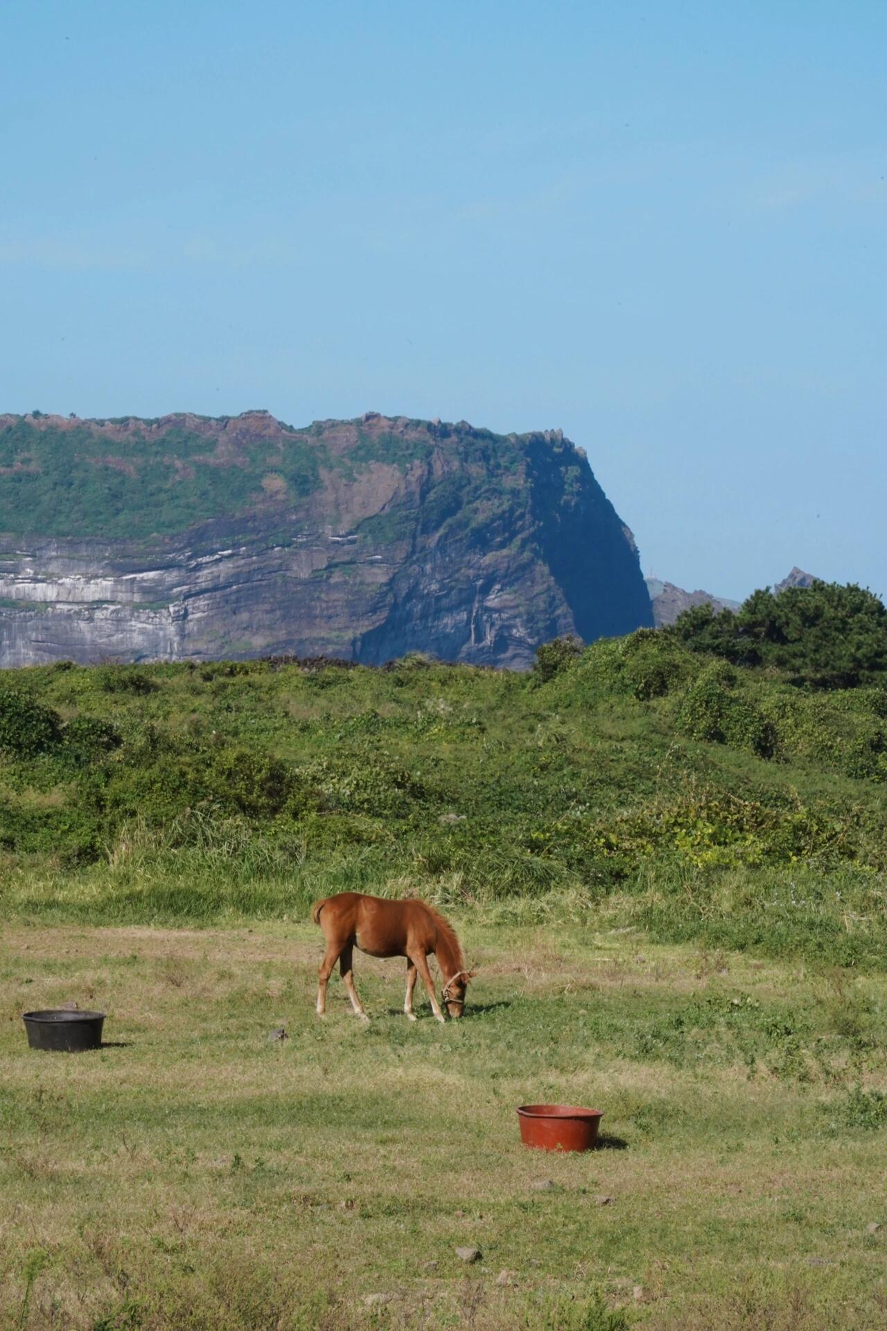 
                        五十度藍，濟州島的絕美風景??#城山日出峰 #濟州島 #濟州島旅行濟州島的藍色海洋真是讓人心醉！尤其是在城山日出峰，海天一色的景象讓人流連忘返。無論是清晨的日出還是傍晚的余暉，這里的每一刻都值得珍藏。來濟州島旅行，一定不要錯過這片五十度藍的絕美風景哦！???