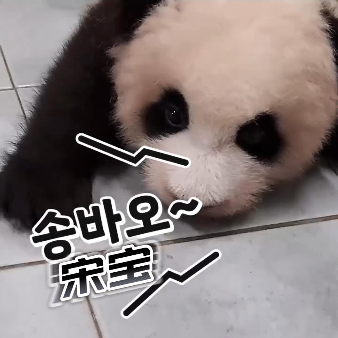 
                        福寶那奶兇的妹妹們，大寶兇宋寶，二寶兇姜寶愛寶的孩子們真是個個都不省心，哈哈哈哈，這些熊貓寶寶們真是太厲害了！#大熊貓福寶 ?? #愛寶樂園 ?? #福寶和爺爺 ?? #福寶 #飼養(yǎng)員姜爺爺宋爺爺 #大熊貓 #大熊貓愛寶