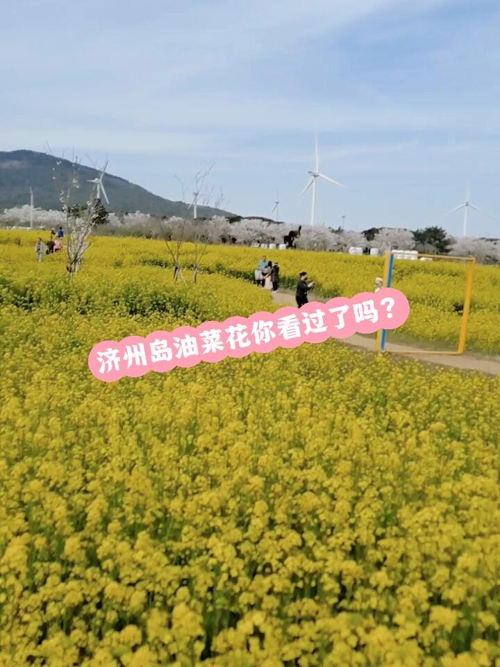 
                        濟州島油菜花慶典攻略??今年的油菜花慶典將在美麗的西歸浦舉行，快來感受春天的氣息吧！??#西歸浦 #油菜花 #濟州島 #韓國旅游 #春季旅行