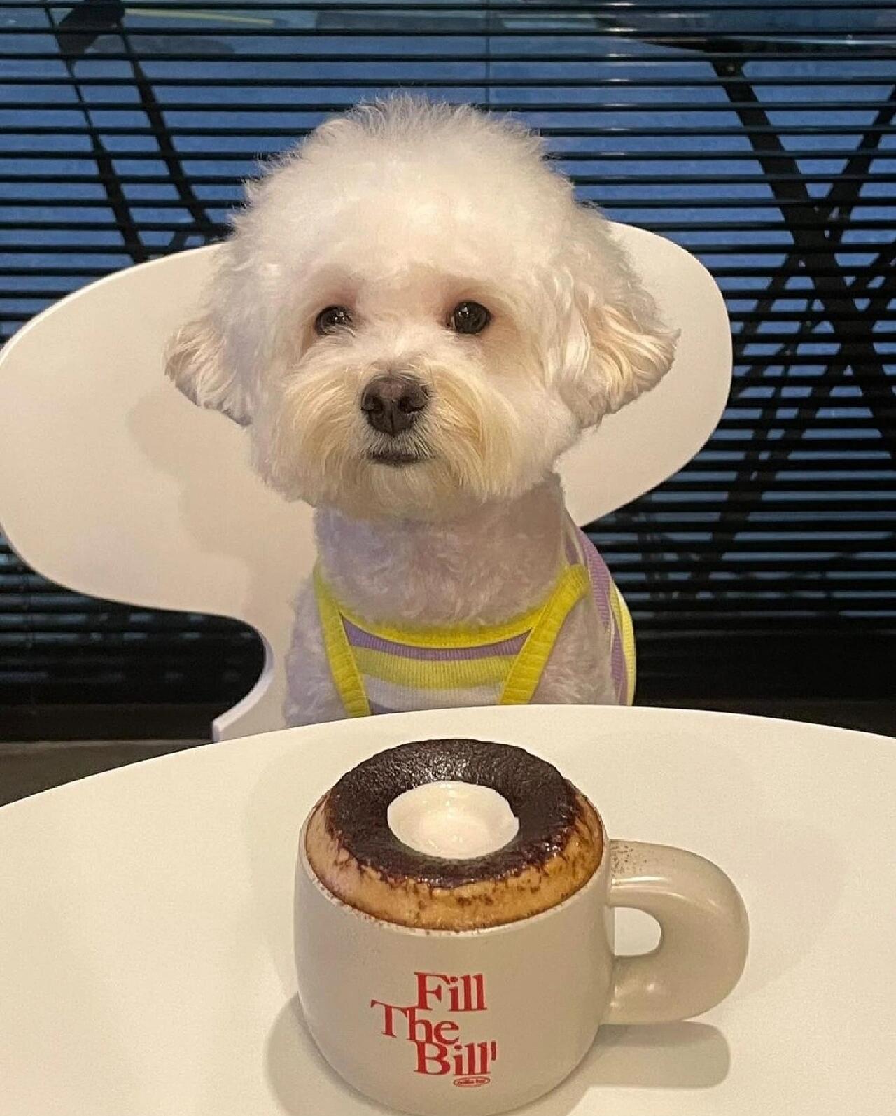 
                        Fill The Bill歡迎寵物??帶上你的寵物來Fill The Bill吧??#韓國旅行 #釜山旅行 #廣安里旅行 #廣安里旅行 #釜山自由行 #釜山必去 #韓國咖啡 #釜山咖啡廳 #廣安里咖啡廳 #廣安裏美食店 #廣安里美食店 #網紅餐廳 #釜山美食店
