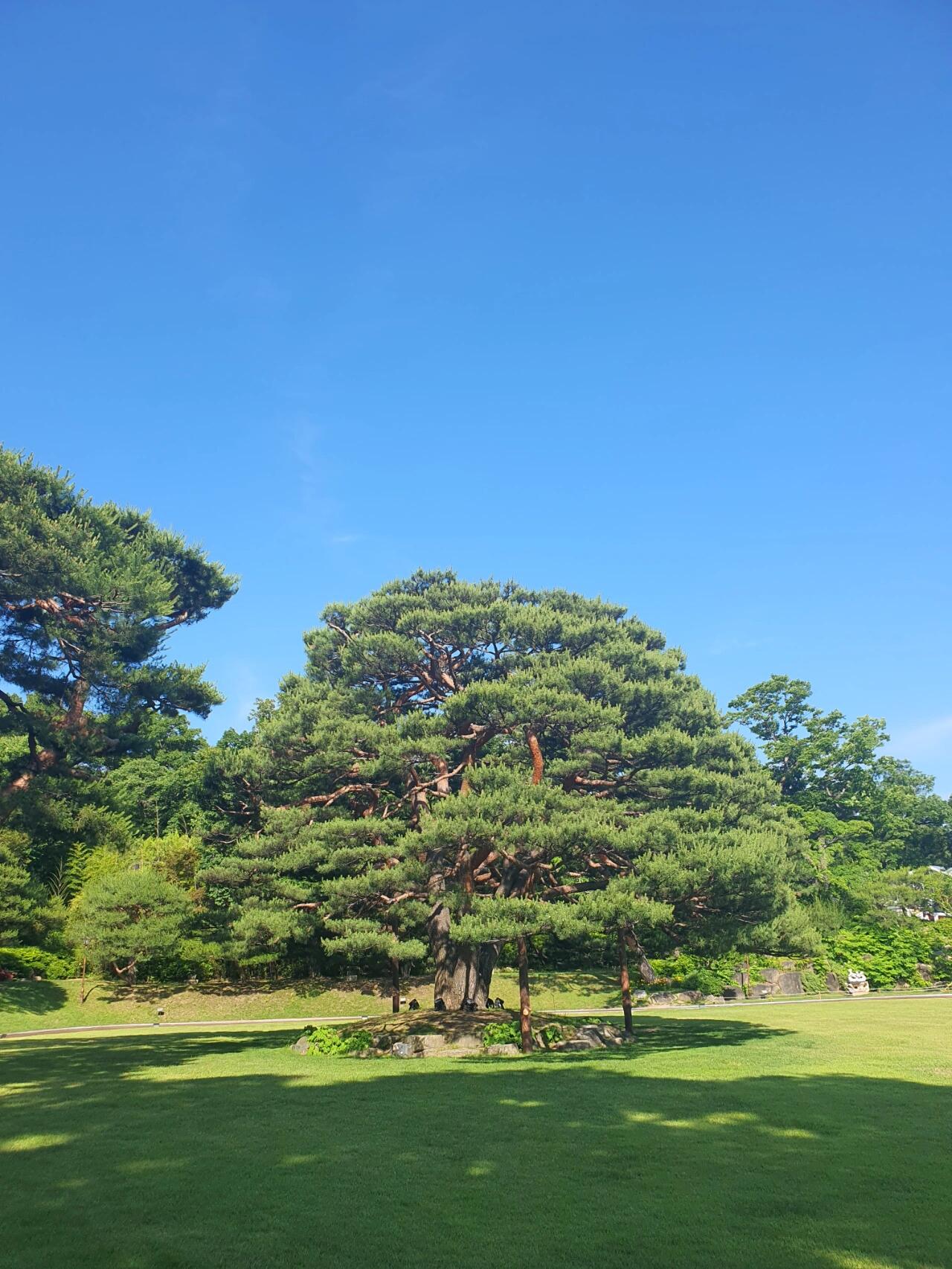 
                        青瓦臺游覽曾是韓國總統的府邸，如今成為了熱門的旅游景點。大家都說這里有風水問題，是真的嗎？今天親自來逛了一圈，感覺確實不太適合做政府機關。這里山清水秀，半山腰處建個宗教寺廟倒是挺合適的呢～ #青瓦臺 #韓國旅游 #風水探秘 ????