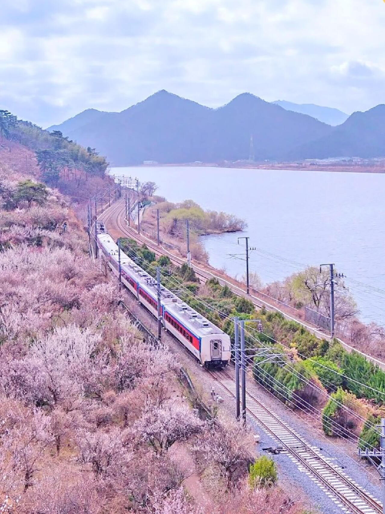 
                        ????釜山旅行｜春日郊游慶南?山 ??梅花節春天來啦～賞花季節到啦！?? 慶南的梁山是春天最早到來的地方，即將迎來2023年度的梅花節??。在整個慶南地區，?? ??梅花可是大名鼎鼎的哦，現在正是盛開的時候。快和姐妹們??一起去拍美美的照片吧！在梅花樹下，一邊賞花一邊聊天吃小吃，簡直不要太愜意！煎餅、炒年糕、魚餅湯、米酒的組合簡直絕配！摘一朵梅花泡在米酒里，真的是絕妙的體驗！！！同時，還有???????水芹菜節在進行中～可以在特色大棚里烤水芹菜和五花肉，約會氛圍感up!up!???? #?????????? ??? ??? ??? 1421 ?????????? 慶典時間：3月11日～12日（周末）開放時間：3月1日~3月25日 8:00-18:30??? ???????????停車場免費??#釜山旅行 #釜山行 #釜山 #釜山旅游 #釜山探店 #釜山留學 #韓國 #韓國生活 #留學韓國 #韓國日常 #梅花 ??