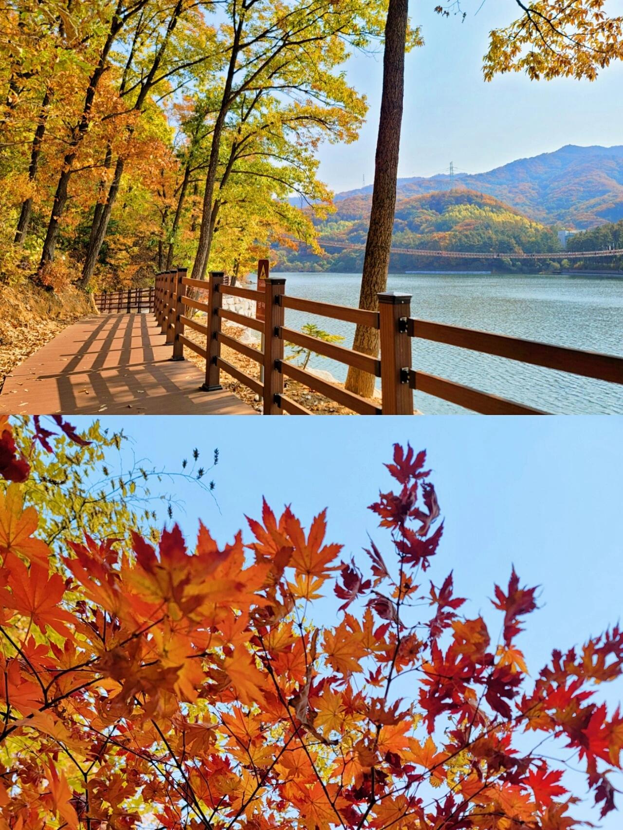 
                        ????韓國秋日秘境??馬場湖水公園一提到??秋天，腦海中總會浮現出楓葉染紅的湖光山色。韓國的秋天同樣令人心醉，這里是位于????韓國京畿道坡州的絕佳賞秋勝地——馬場湖水（韓文：????）。湖面不大不小，秋季時兩岸的樹木都被染成了紅色，環湖漫步一圈，正好可以盡情欣賞這幅自然的楓葉山水畫。因其秀麗的湖光山色和四季分明的美景，馬場湖水公園成為韓國著名的旅游勝地之一。??這里還有一座全長220米的吊橋——“???? ????”，依山傍水，四季皆有不同的風光：春花、夏樹、秋葉、冬雪，各具特色的美景讓馬場湖水公園深受韓國人和外國游客的喜愛，成為坡州必去的打卡景點。??：???? ??????：?? ??? ??? ??? 313#韓國旅行 #韓國生活 #首爾周邊游 #坡州旅行 ??