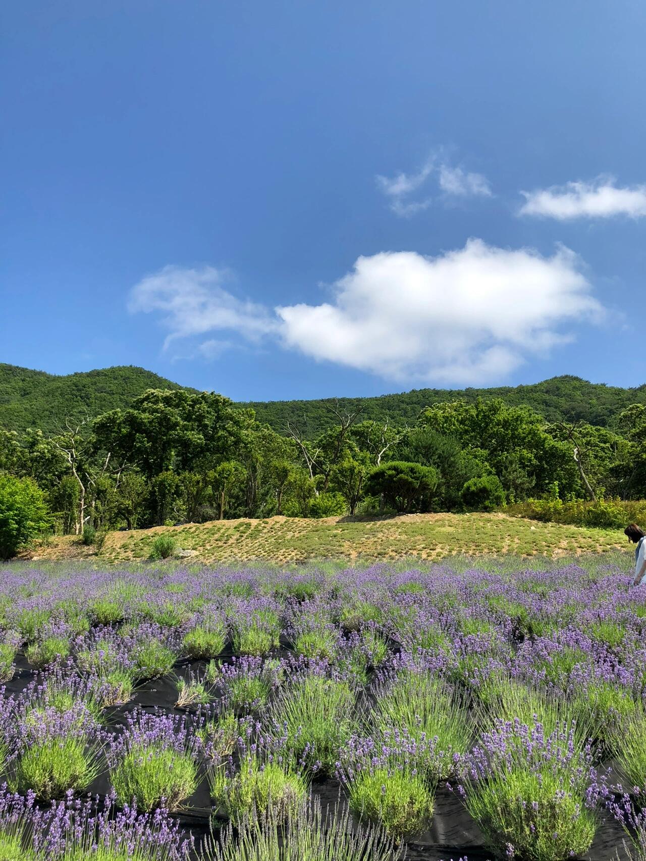 
                        薰衣草 - 韓國釜山記憶是陣陣花香 …沒有梁以薰，只有薰衣草，還有我??釜山的小伙伴們可以去逛一逛哦～入場券?? 7,000韓幣，還送一盆小盆栽！我建議單獨花錢買點薰衣草回來掛著，香爆了????地址： ?? ??? ??? ??? 679-30#奮斗在韓國 #海云臺 #韓劇 #釜山旅行 #釜山留學 #釜山旅游 #釜山生活 #釜山攻略 #釜山廣安里 #釜山網紅店 #薰衣草 #薰衣草莊園 #留學韓國 #韓國生活 #韓國旅行 #薰衣草花海 #薰衣草農場 #旅游薯 #鮮花薯