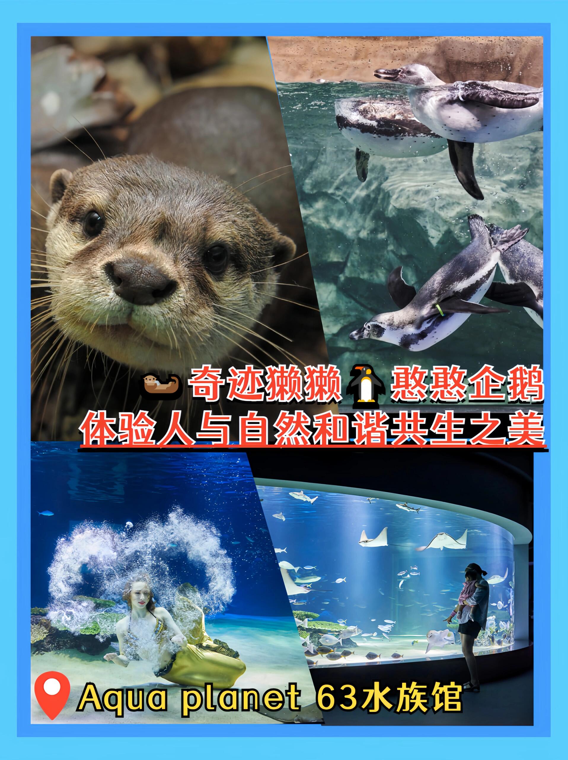 
                        韓國人拍照頂??在????這里拍你也行！#韓國人拍照真的頂啊#！當然也要看在哪拍????財富+浪漫的象征經典韓劇《my girl》的取景地韓國情侶超愛的夜景圣地?????????63大廈 沒有墜出片只有更出片！-【63大廈】又稱“金塔” 因為這一萬三千多塊玻璃?每一塊都含有黃金！隨著太陽反射角度的變化變幻出金色、銀色、紅色的不同光彩????作為財富的象征實在名不虛傳-特別是其緊鄰漢江的位置????使得上面的展望臺一度成為偏好浪漫的韓國人和游客們心目中的頂級夜景打卡地通向觀景臺的電梯每分鐘上升460米到達樓頂僅需1分25秒????這一分多鐘的時間里急速變幻的首爾夜景就像一部光影彌漫的城市觀光片令人目眩神迷-【63水族館】則在斑斕的夜景之下???帶您步入更深的藍色夢幻??活潑靈巧的水獺 憨厚乖巧的企鵝????還有童話照進現實一般的美人魚表演????這個夜晚??邀你與浪漫無盡相逢-快別啰嗦帶上男朋友/女朋友速速打卡去吧記得去之前戳一下左下角好好學習拍照技巧哦#韓國人拍照真的頂啊[話題]# #韓游網 #韓國自由行 #韓國旅行 #韓國旅游 #首爾旅行 #韓國旅行攻略 #首爾探店 #首爾漢江 #首爾周邊游 #韓國生活