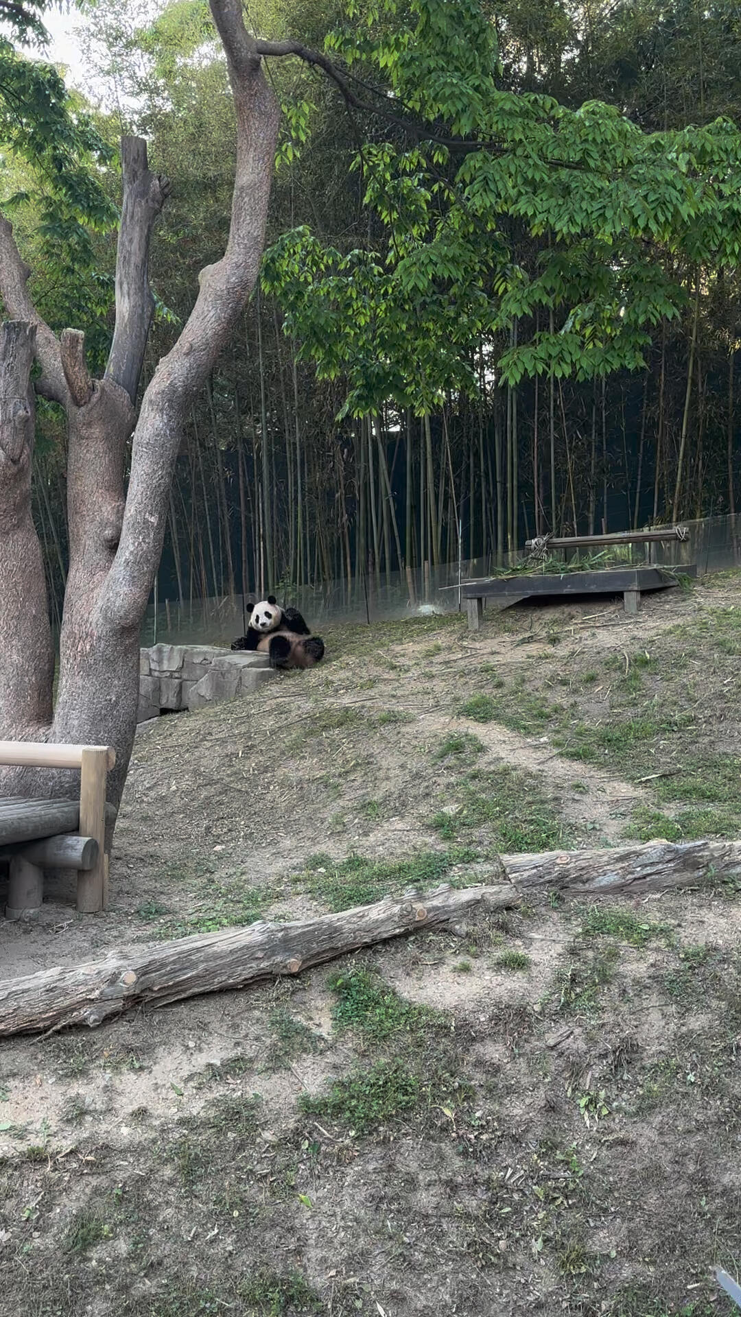 
                        韓國人對福寶的喜愛真是滿滿的??親眼見證wuli福寶的魅力，福寶每動一下，圍觀的韓國群眾都跟著激動，場面不要太歡樂了！?? #韓國旅行 #韓國生活 #韓國 #福寶 #熊貓 #國寶 #國寶熊貓 #愛寶樂園 #韓國留學