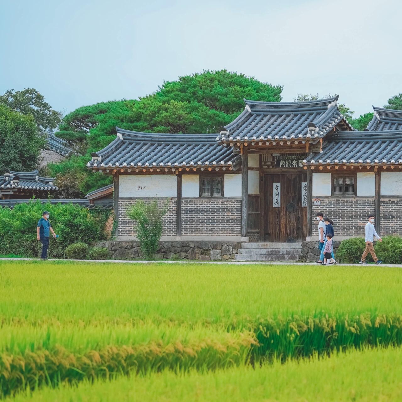 
                        ??紫苑花海的【安東河回村】探秘??在安東河回村，紫苑花正盛開，金色的大麥和傳統(tǒng)的稻草人仿佛在訴說豐收的故事！這里還有獨特的新娘咖啡廳和生辰八字咖啡廳，值得一試哦。????村里的茅草屋和瓦片屋展現(xiàn)了過去的生活風(fēng)貌，院子里掛滿的柿子和大棗則散發(fā)著濃濃的秋日氣息~?? 安東河回村 (??????)地址：慶尚北道英陽郡立巖面山海里 391-6 (?? ??? ??? ??? 391-6)??游覽時請務(wù)必保持安全距離，并佩戴口罩哦~#韓國##韓國旅行##韓國觀光##韓國景點##打卡##紫苑花##村莊##安東##花田##自然##秋季旅行##拍照##打卡圣地##打卡熱點##熱門##慶尚北道#