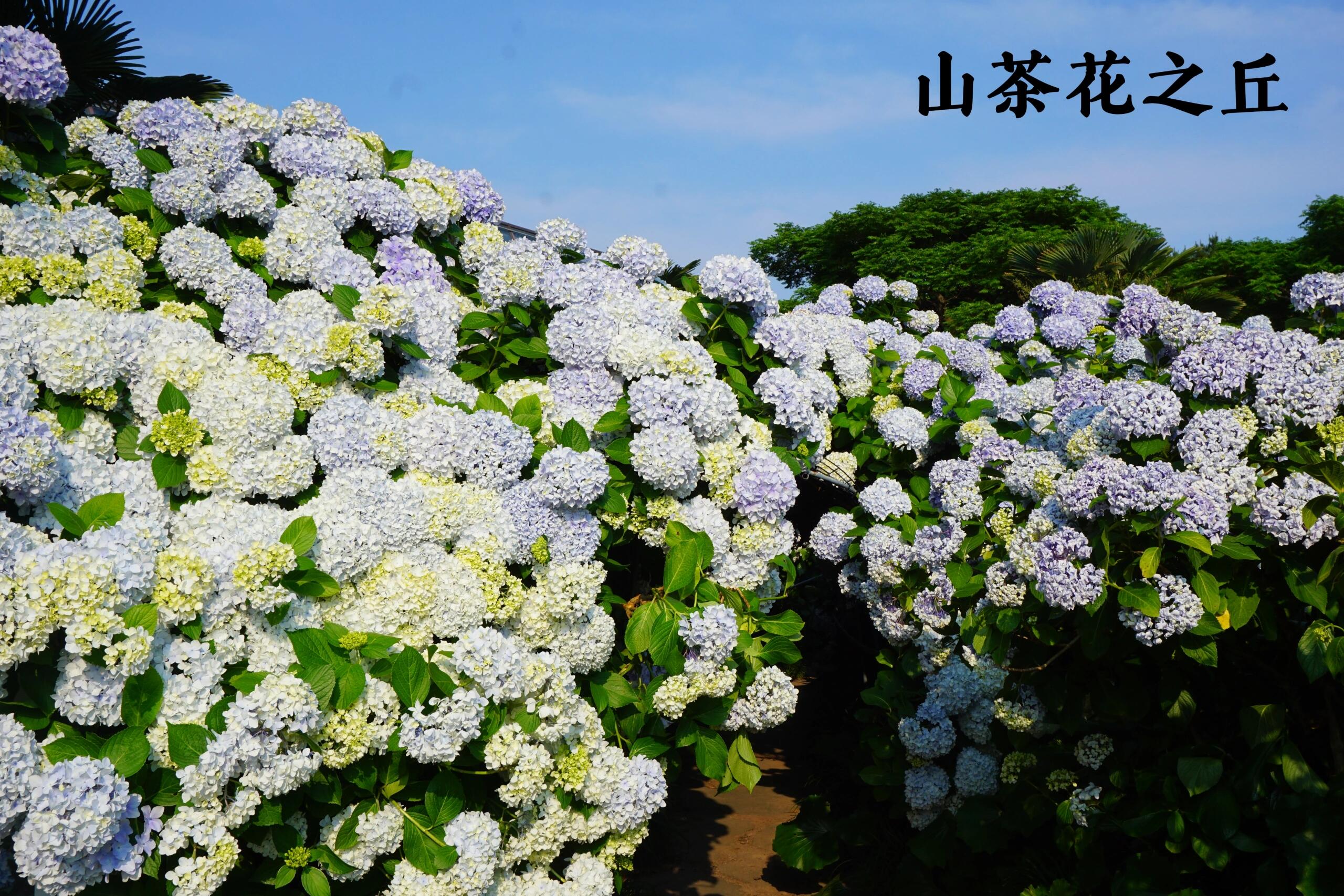 
                        韓國自由行｜11天旅游攻略 線路篇Day1：重慶-首爾仁川國際機場-酒店-南山首爾塔-明洞；Day2：北村韓屋村-昌德宮-昌慶宮-廣藏市場-奧特萊斯（東大門店）；Day3：狎鷗亭-漢南洞-梨泰院；Day4：光化門-景福宮-青瓦臺-梨花女子大學-弘益大學-新村；Day5：首爾站-釜山站-酒店（寄存行李）-白淺灘文化村-南浦洞商圈；Day6：尾浦-海云臺-廣安里海邊浴場-西面商圈；Day7：甘川文化村-酒店取行李-釜山金海國際機場-濟州島；Day8：濟州島中文旅游區；Day9：城山日出峰-步行至城山港-牛島-月汀里海邊浴場；Day10：郭支海浴場-步行至涯月邑-山茶花之丘-濟州市；Day11：濟州島-重慶；??小小Tips：??首爾塔是首爾的守護者，即使不特意打卡，也能在不經意間邂逅；??北村韓屋村是首爾最具代表性的傳統居住地，入口處找志愿者拿地圖，輕松get八景，記得放緩腳步，壓低音量；??狎鷗亭、漢南洞、梨泰院不適合安排在同一天，喜歡悠閑安逸的可以安排狎鷗亭一日游，想要打卡拍照且有體力的，可以安排漢南洞+梨泰院路、解放村；??梨花女子大學真的很養眼，一定要親臨其中去感受獨特氣場；弘益大學，主打青春活力的氛圍感，街頭表演真的讓人挪不動步；??白淺灘文化村是生長在懸崖上的村落，面朝大海，沿著上下兩條棧道游覽即可；??海云臺和廣安里，如果一定要PK一下，我選廣安里，熱愛街頭藝術和懂得生活的人們讓大海變得更有趣；??甘川文化村是亞洲最富盛名的藝術村落，也是背負著時代傷痕的著名貧民窟，不妨在入口處帶上地圖，好去一探究竟；??濟州島是很懂浪漫的北方島嶼！中文旅游區超適合想要安靜度假的情侶或是帶娃的家庭，天地淵瀑布、泰迪熊博物館、柱狀節理帶…都在這里；東線的城山日出峰和月汀里是一定要去的地方；而牛島一定要等個風和日麗的藍天；西線有很多海水浴場，郭支和涯月邑一定一定安排上午去，藍天+順光=玻璃海；公交202沿途經過挾才、金陵海水浴場；山茶花之丘的繡球很美，但是交通不便，可根據行程進行取舍。??字數限制，主頁筆記詳細到每天，祝大家旅途愉快！#旅游攻略 #旅游 #旅途中的美景 #自由行 #韓國 #韓國旅游 #首爾 #首爾旅行 #釜山 #濟州島旅行