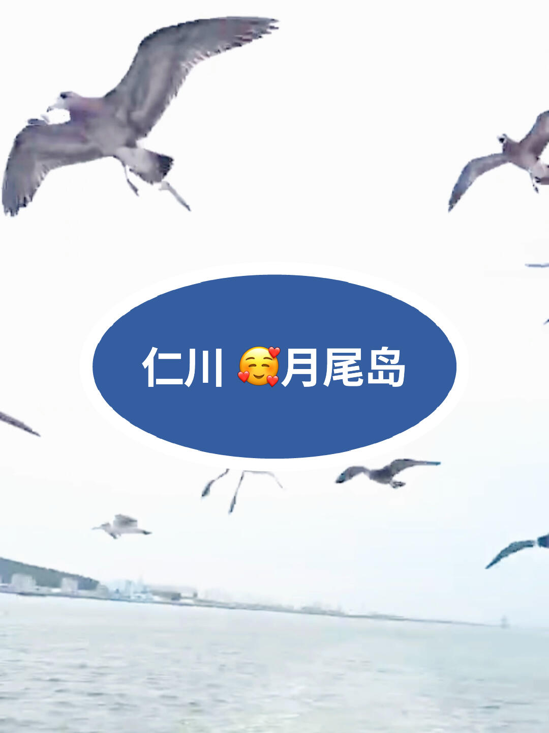 
                        韓國????仁川月尾島 一日游攻略快來月尾島欣賞海鷗的美麗身影吧～?????#仁川月尾島 #韓國旅行 #韓國 #海鷗 #仁川一日游 #韓國旅游 #韓國攻略 #韓國必去景點 #韓國自然風光