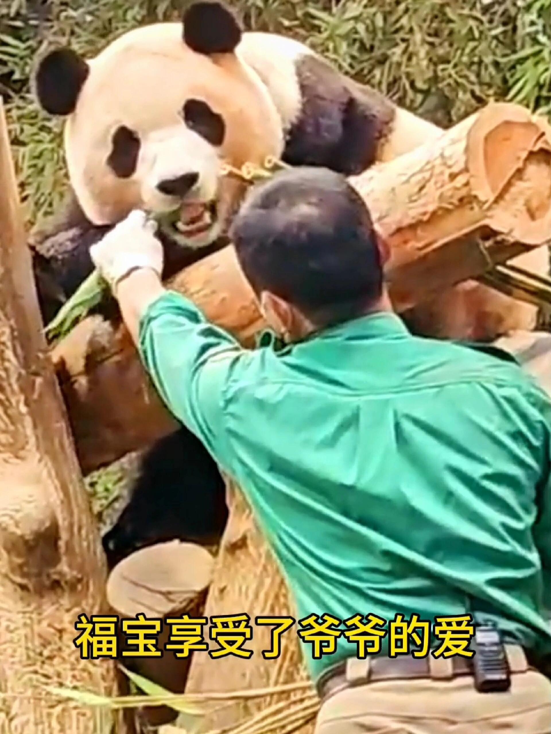 
                        福寶吃醋瘦了5斤，爺爺心疼來探望最近福寶有點小情緒，因為爺爺們總是陪著妹妹，福寶有些不開心，竟然瘦了5斤！姜爺爺得知后非常擔心，特意來看望福寶。看到福寶開心的樣子，真是治愈人心呢！???? #大熊貓福寶 #福寶 #愛寶樂園 #福寶和爺爺 #韓國旅游 #福寶周邊